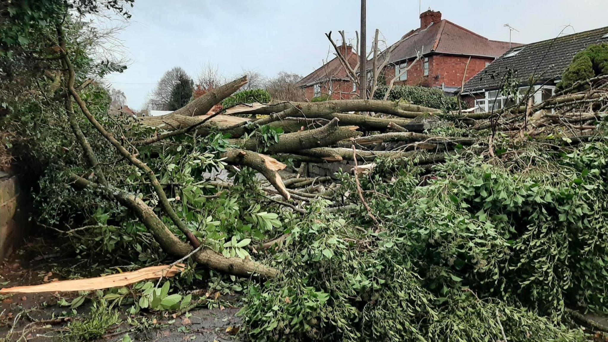 Fallen trees across a road. Redbrick houses can be seen in the background.