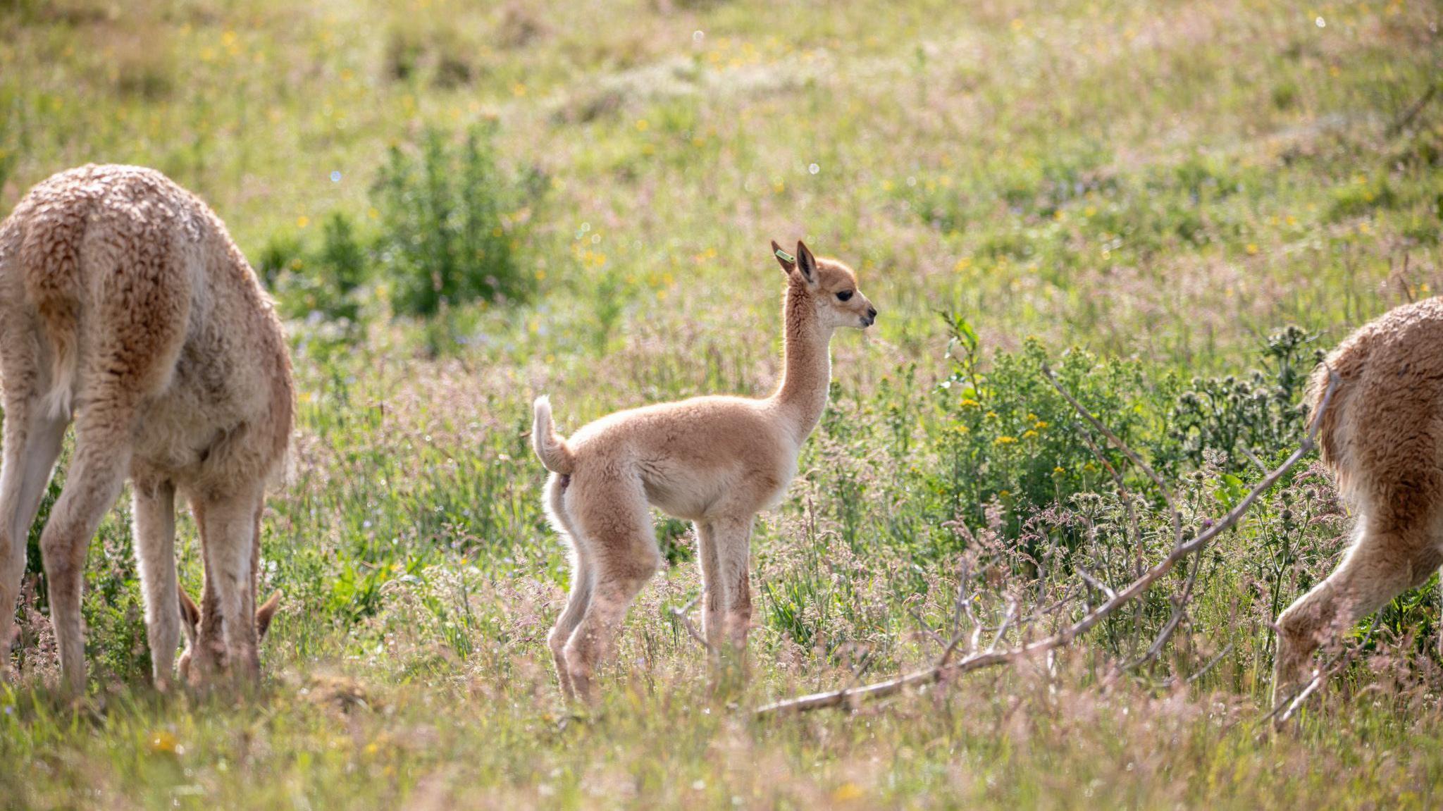 Baby vicuna or cria standing in the middle of a field full of grass and wild plants, with two adult vicuna either side of them and the screen.