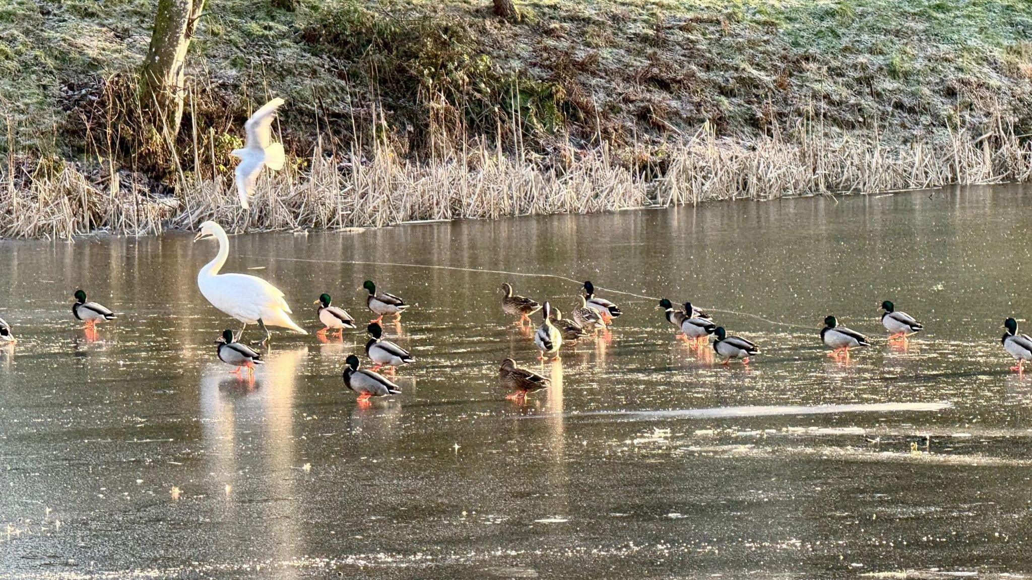 Ducks and swans walking across a frozen over lake