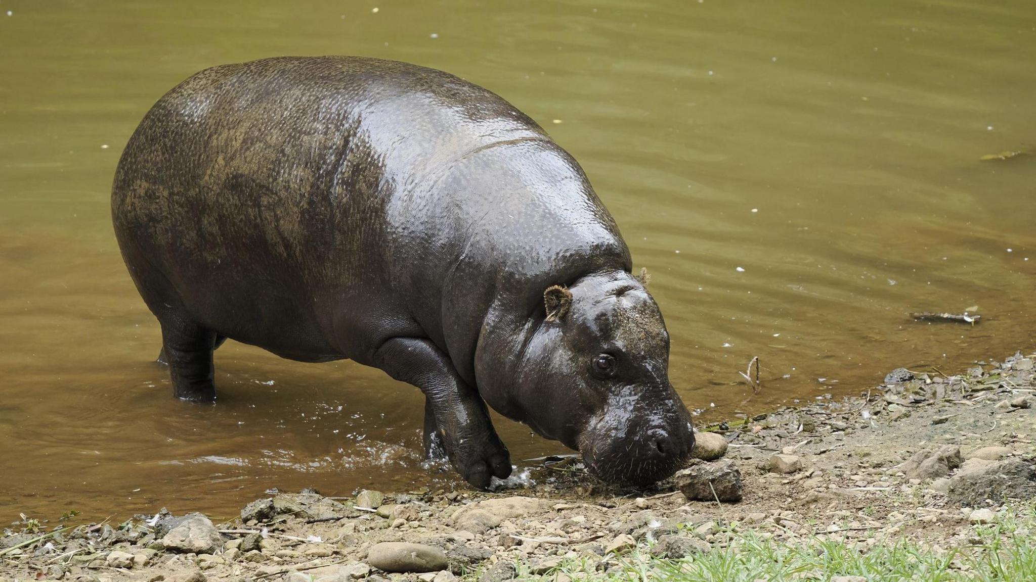 A pygmy hipoo walking out of a brown body of water, sniffing the ground.