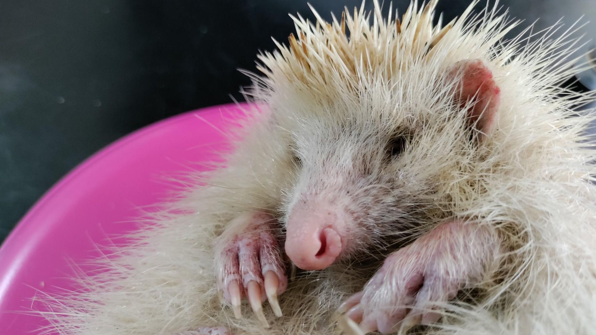 A young blonde hedgehog. It has a pink nose, ears and front paws. Its prickles are white and look more like hair and its nails are long and transparent.