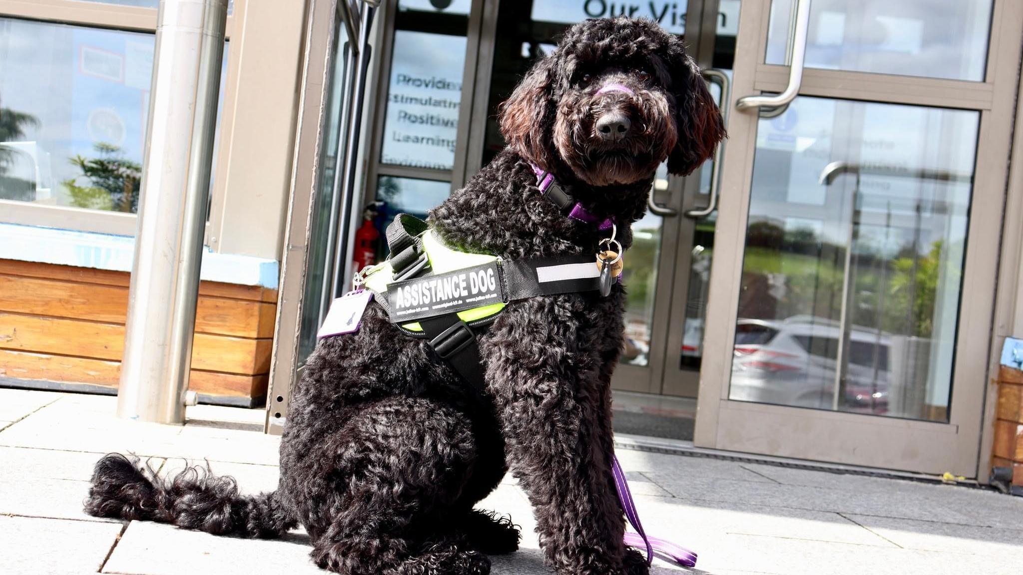 Black dog with grey harness sitting looking at the camera on a concrete tiled area.