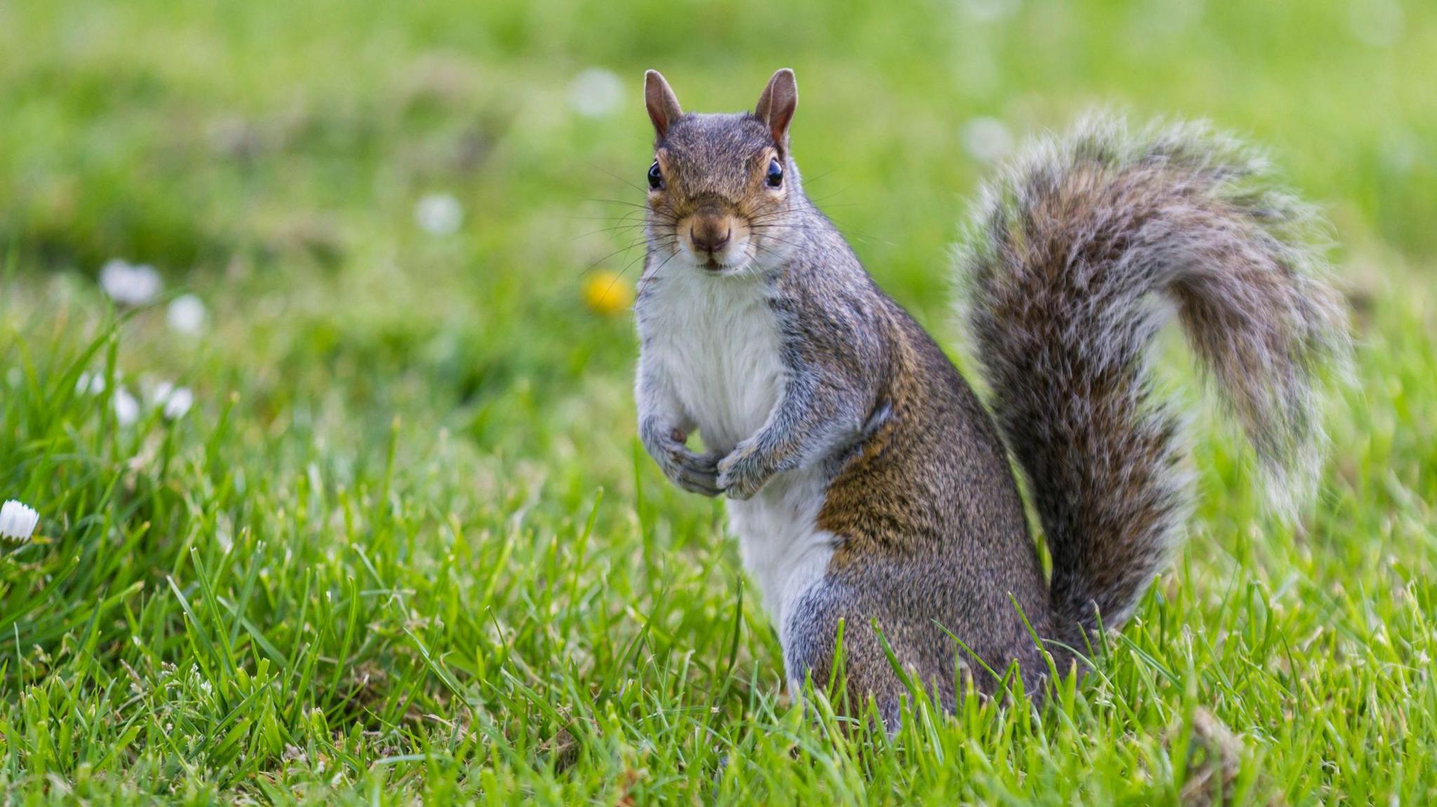 grey squirrel on some grass