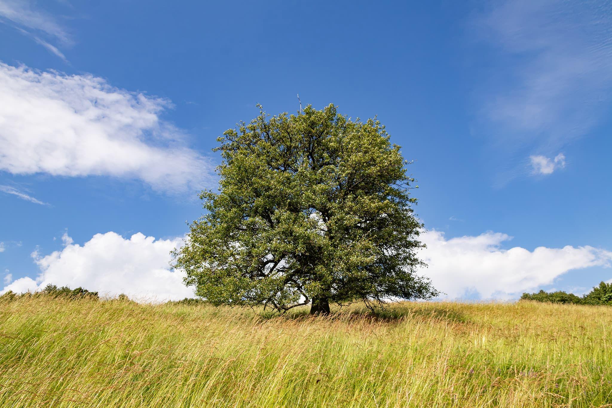 This Plane Pear tree has a rounded canopy with dense, silvery-green foliage. Its branches spread evenly, creating a balanced shape, and it stands alone in a grassy field under a bright blue sky.