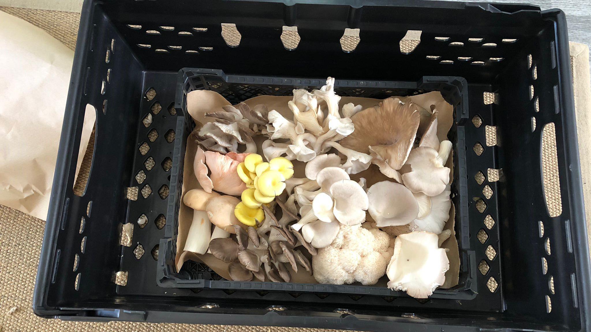 A crate containing Lion's Mane and King Oyster blue-grey, golden, and pink mushrooms.