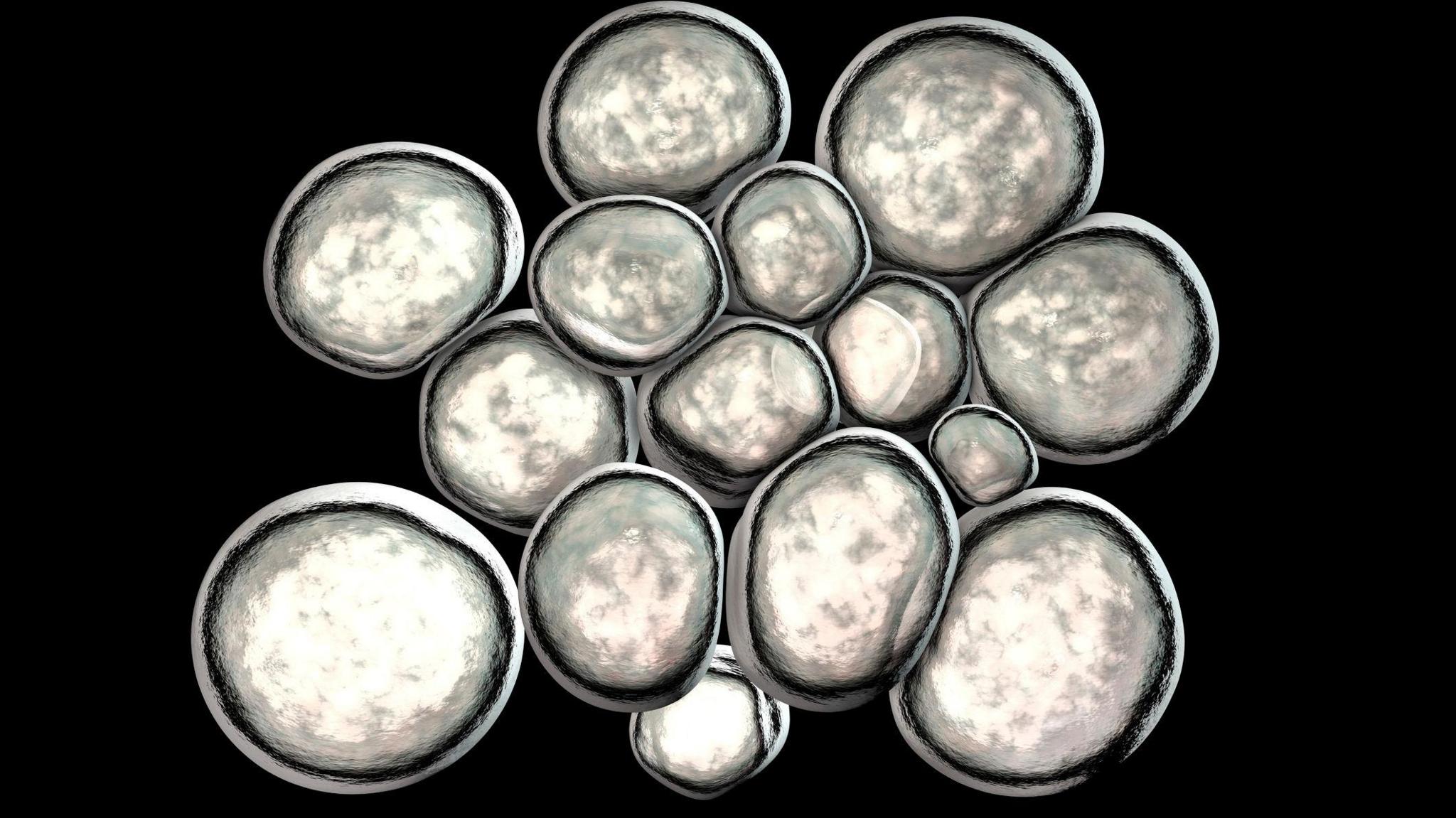 A close-up, microscopic view of a type of bacterium that can be linked with BV