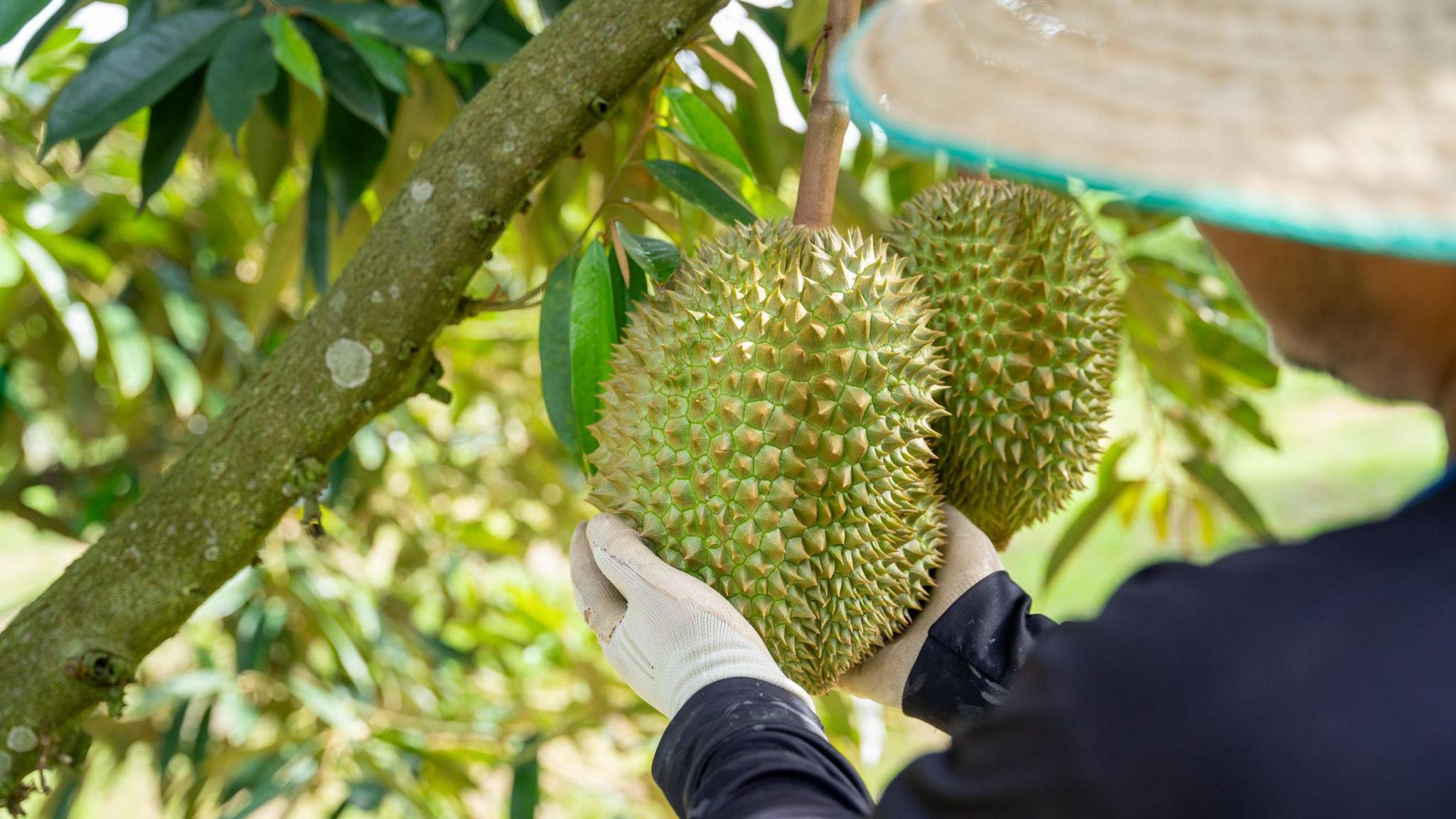Durian fruit is shown being picked from the branch of a tree 