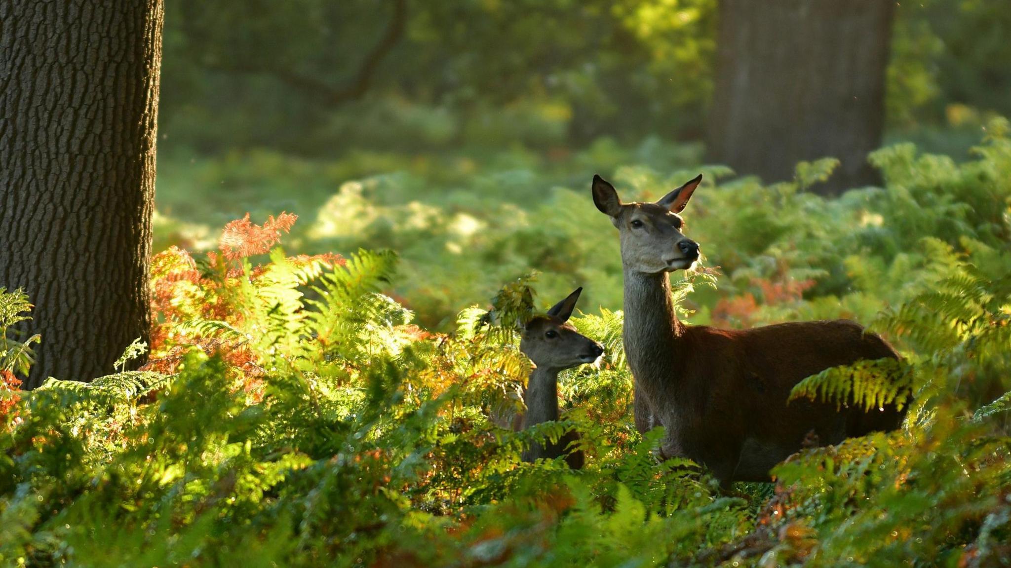 Deer in Richmond Park 