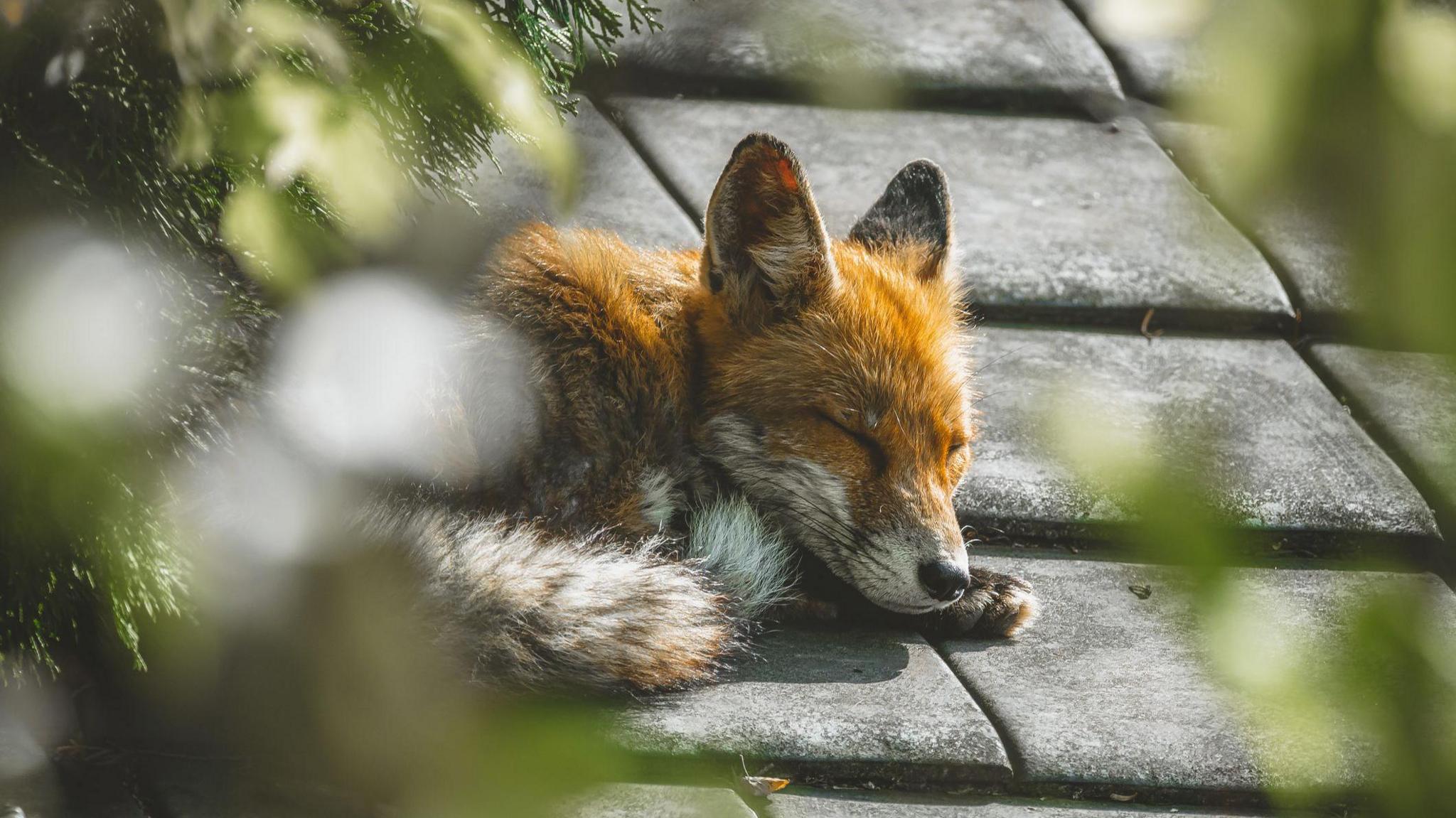 A young fox is curled up asleep.