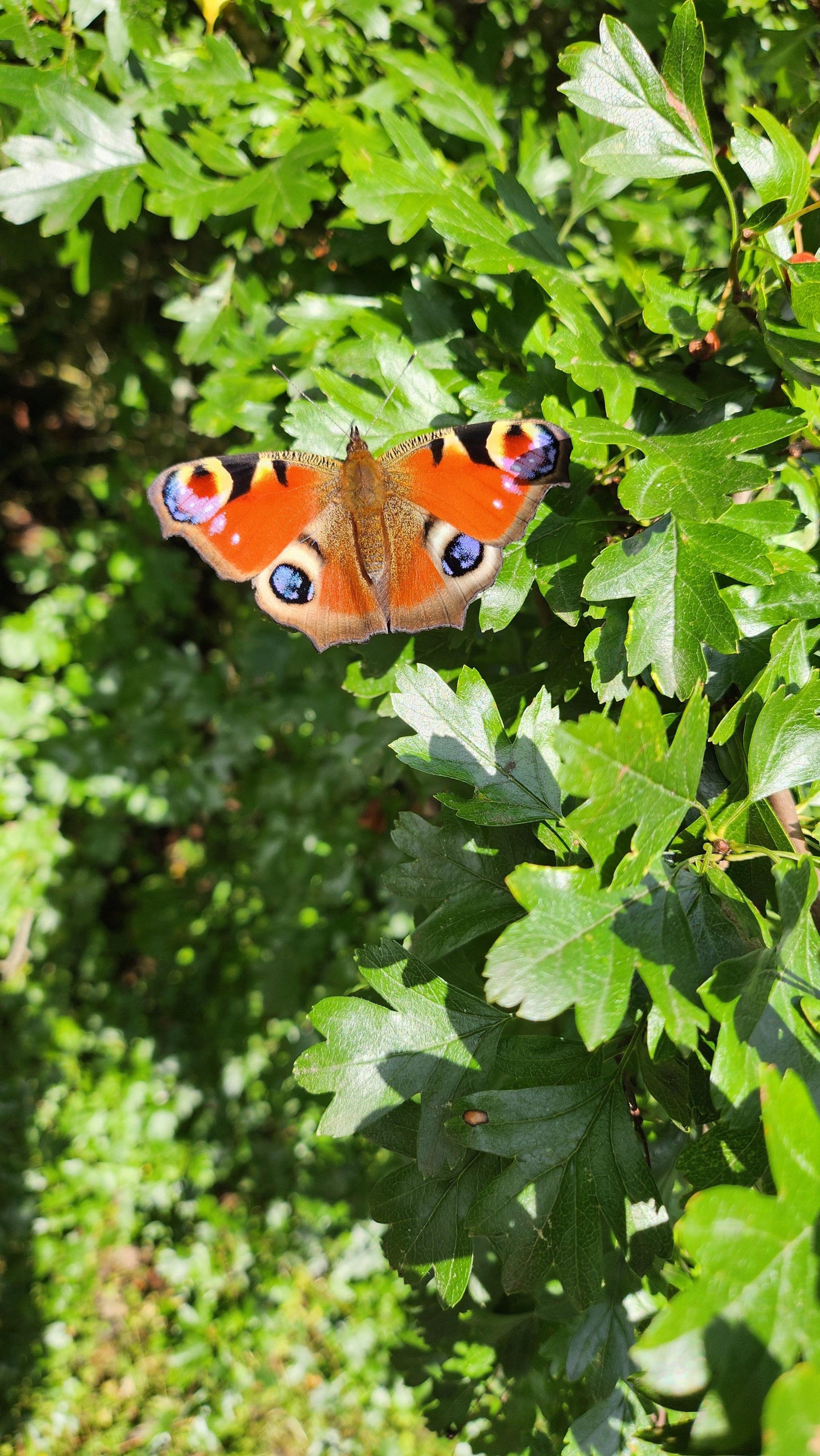 Red butterfly with circular patterns on its wings resting on a green bush on a sunny day