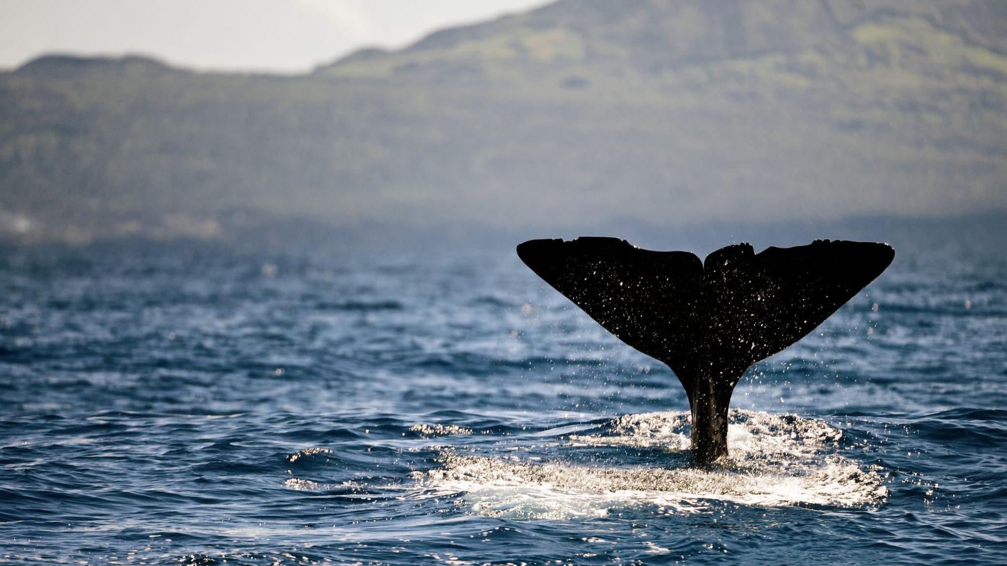 a sperm whale tail breaking out of the surface of the ocean, with a green hill in the background.