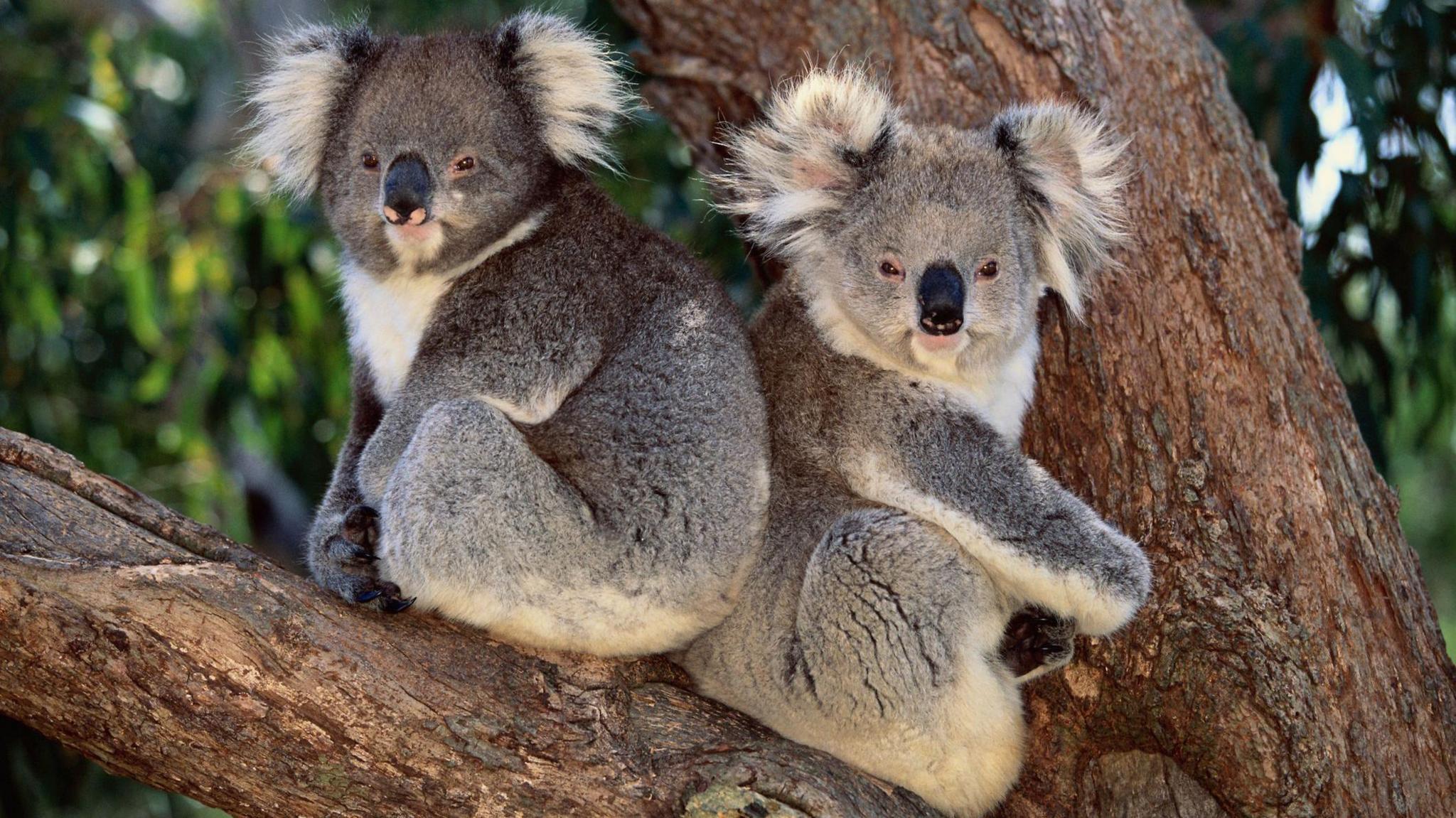 Two koalas sit on a branch, back to back, looking at the camera.
