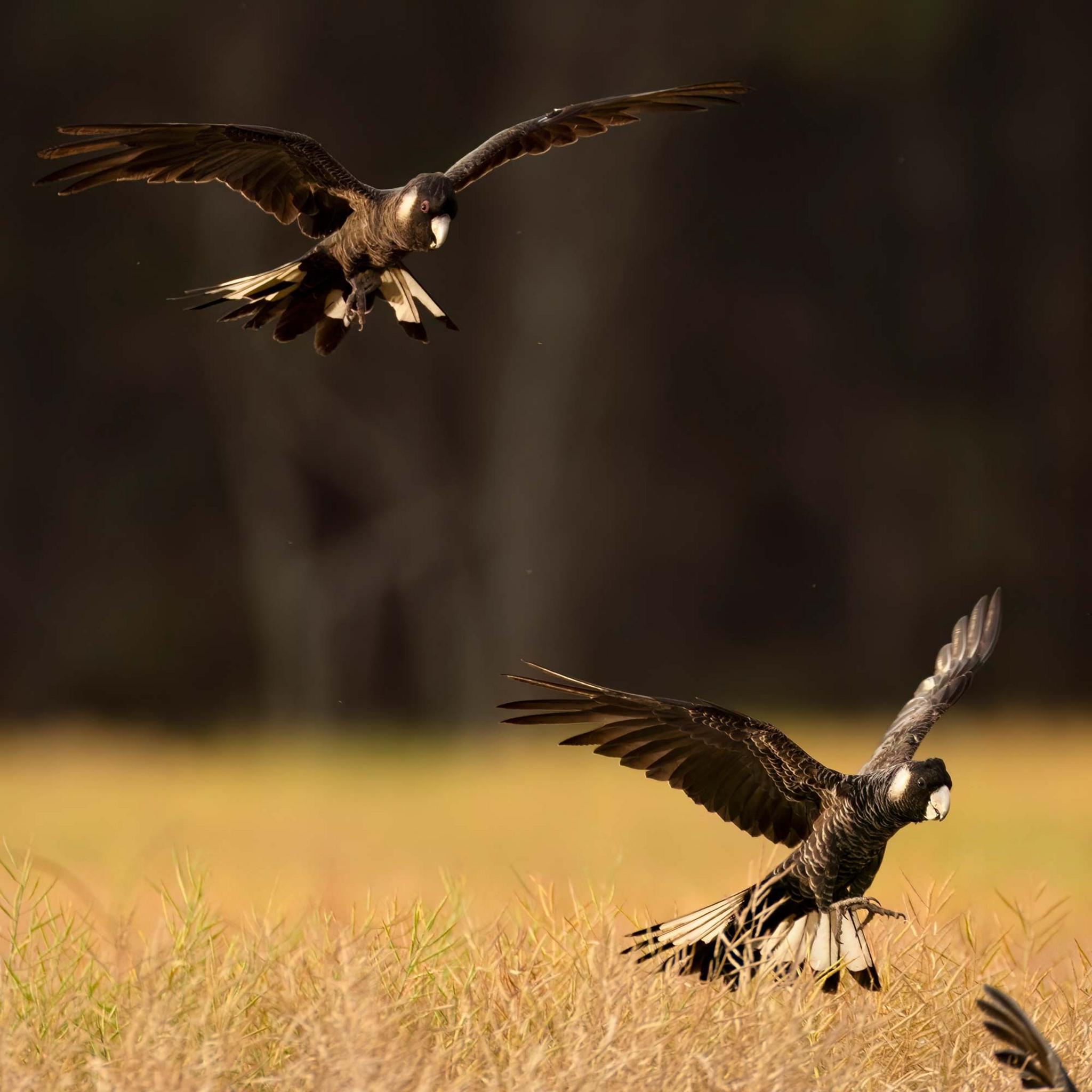 Carnaby's Black Cockatoo flock