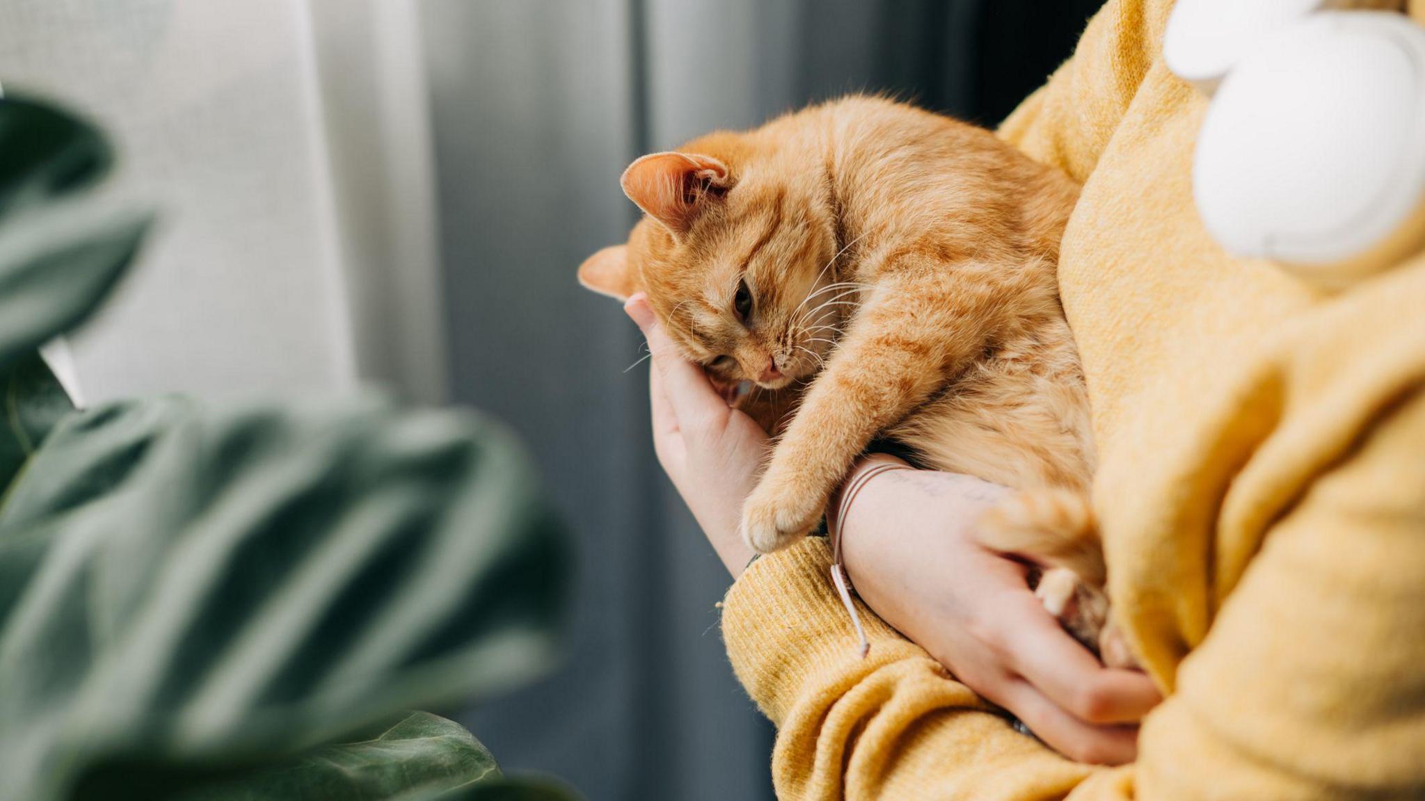 Person holding a cat. 