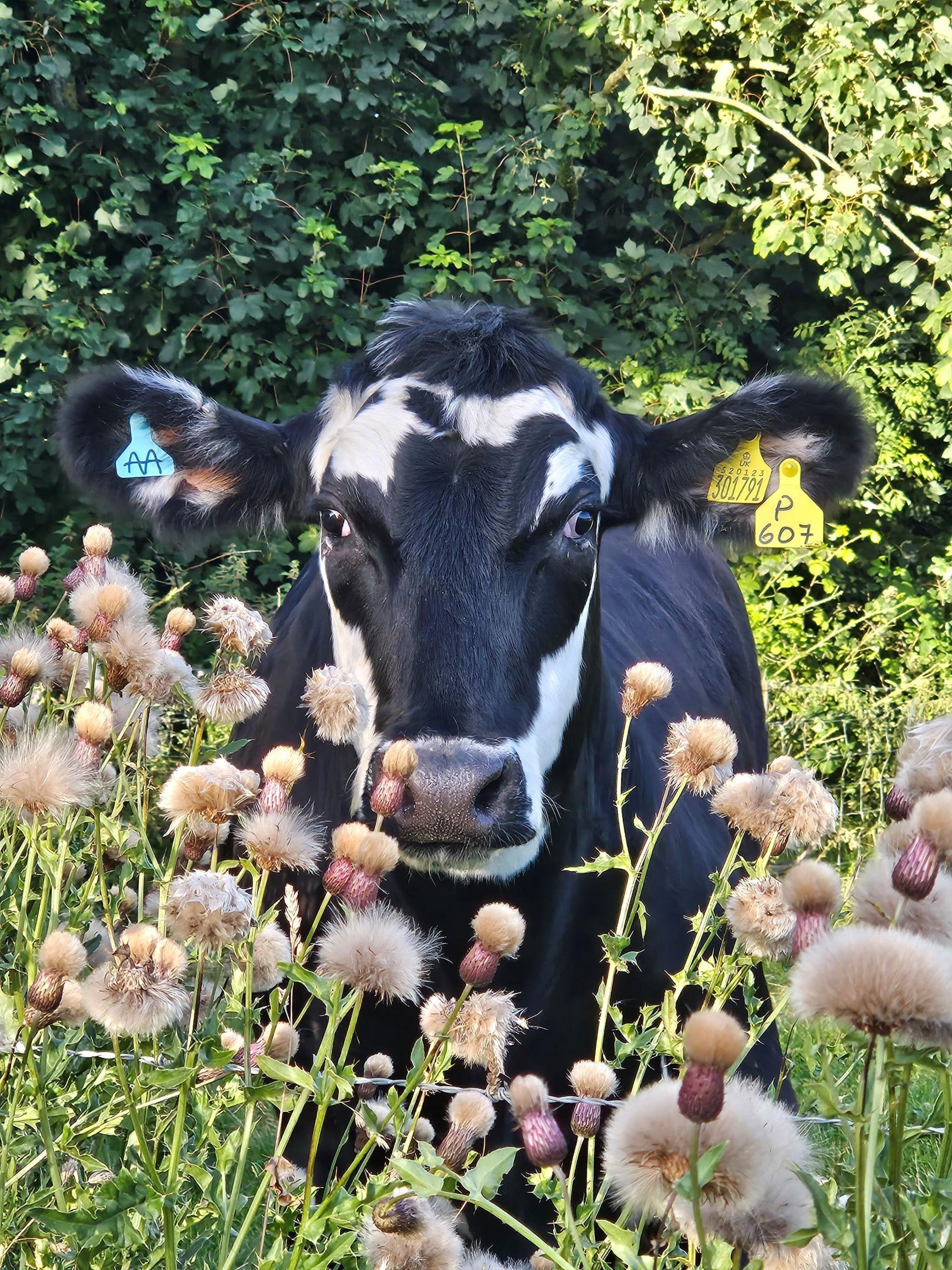 Black and white cow standing in a field of flowers, looking into the camera