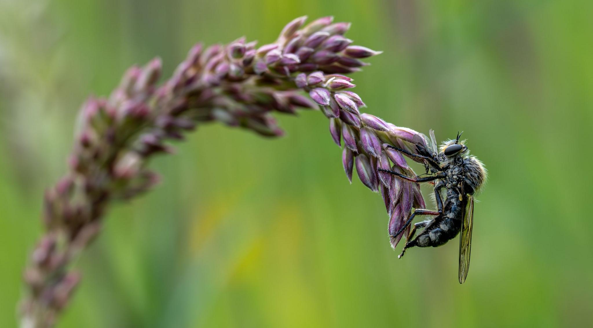 Robber fly