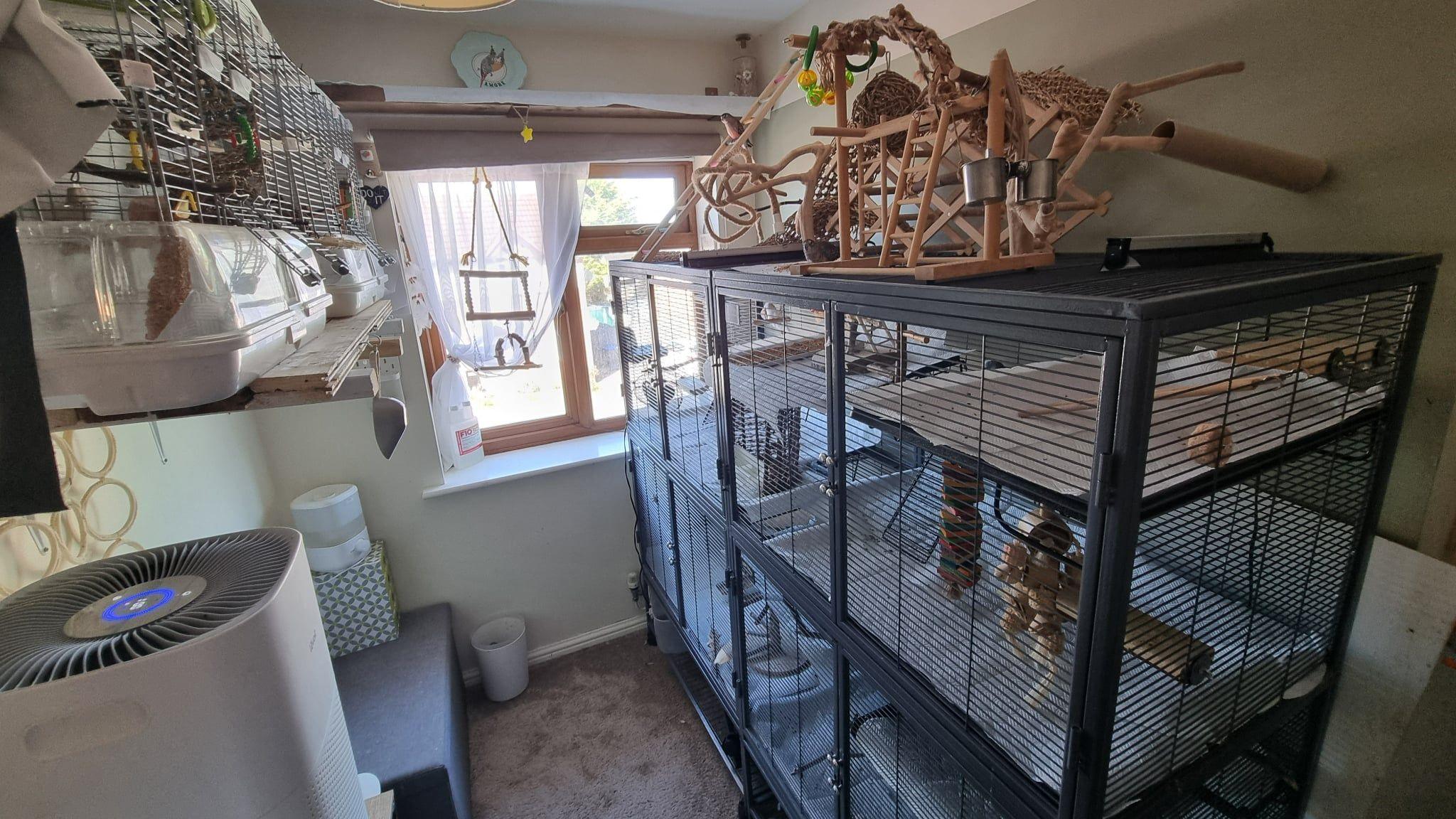 A large bird cage covers the right wall of a small room. In it are multiple budgies along with enrichment activities for birds. There is a wooden structure on top of the bird cage that budgies can walk, rest and play on. There is a shelf on the left wall with multiple bird cages on. A window is on the far wall.