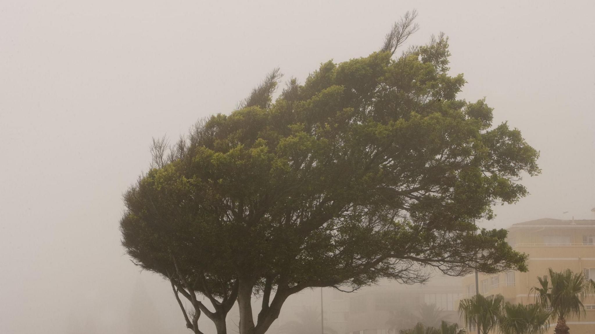 A tree showing signs of decades of withstanding onshore winds - stock photo