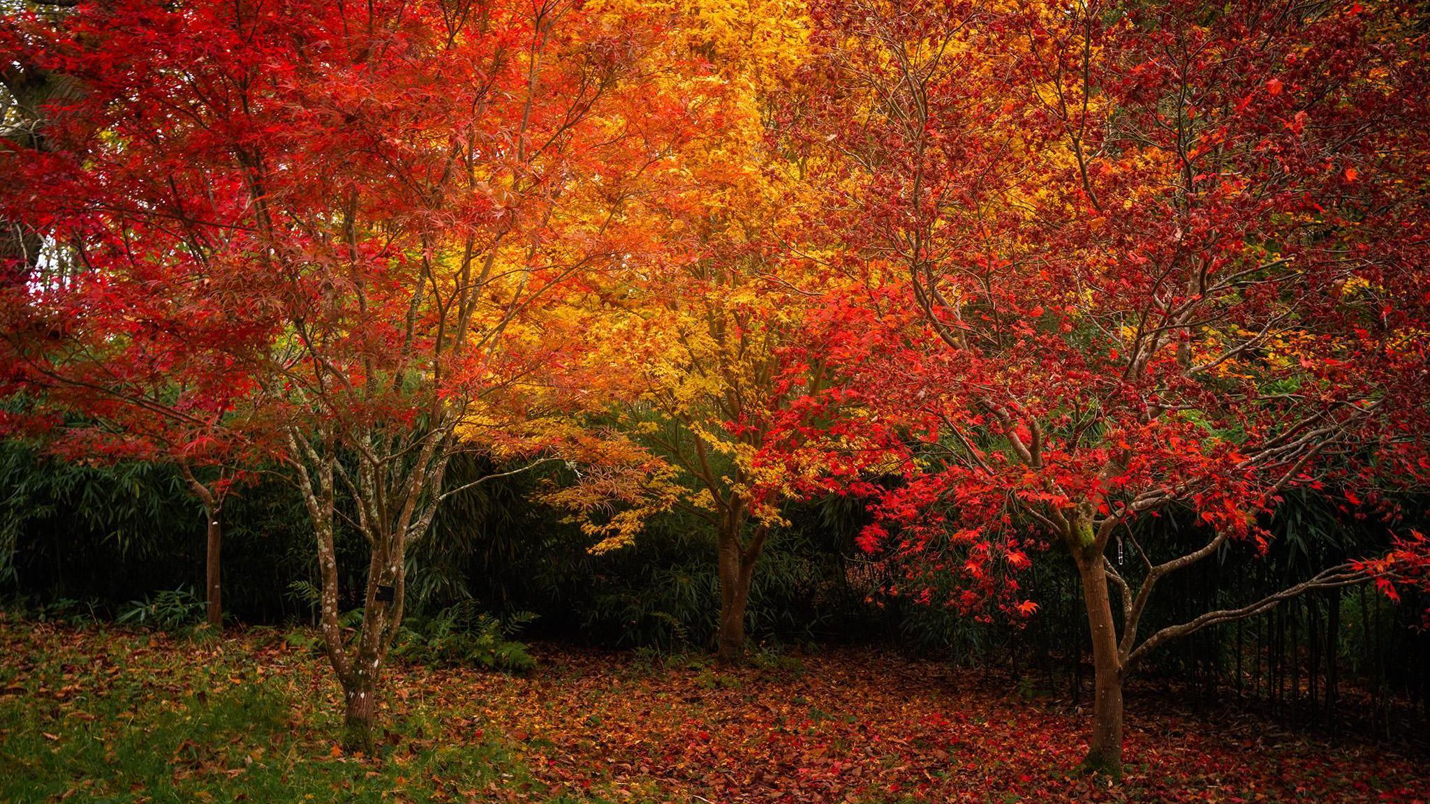 Three trees stand proudly in a garden. Two have bright red leaves and third, standing in the centre, has bright yellow leaves. A mixture of different coloured leaves have also fallen to the ground and cover the grass at the base of the trees.