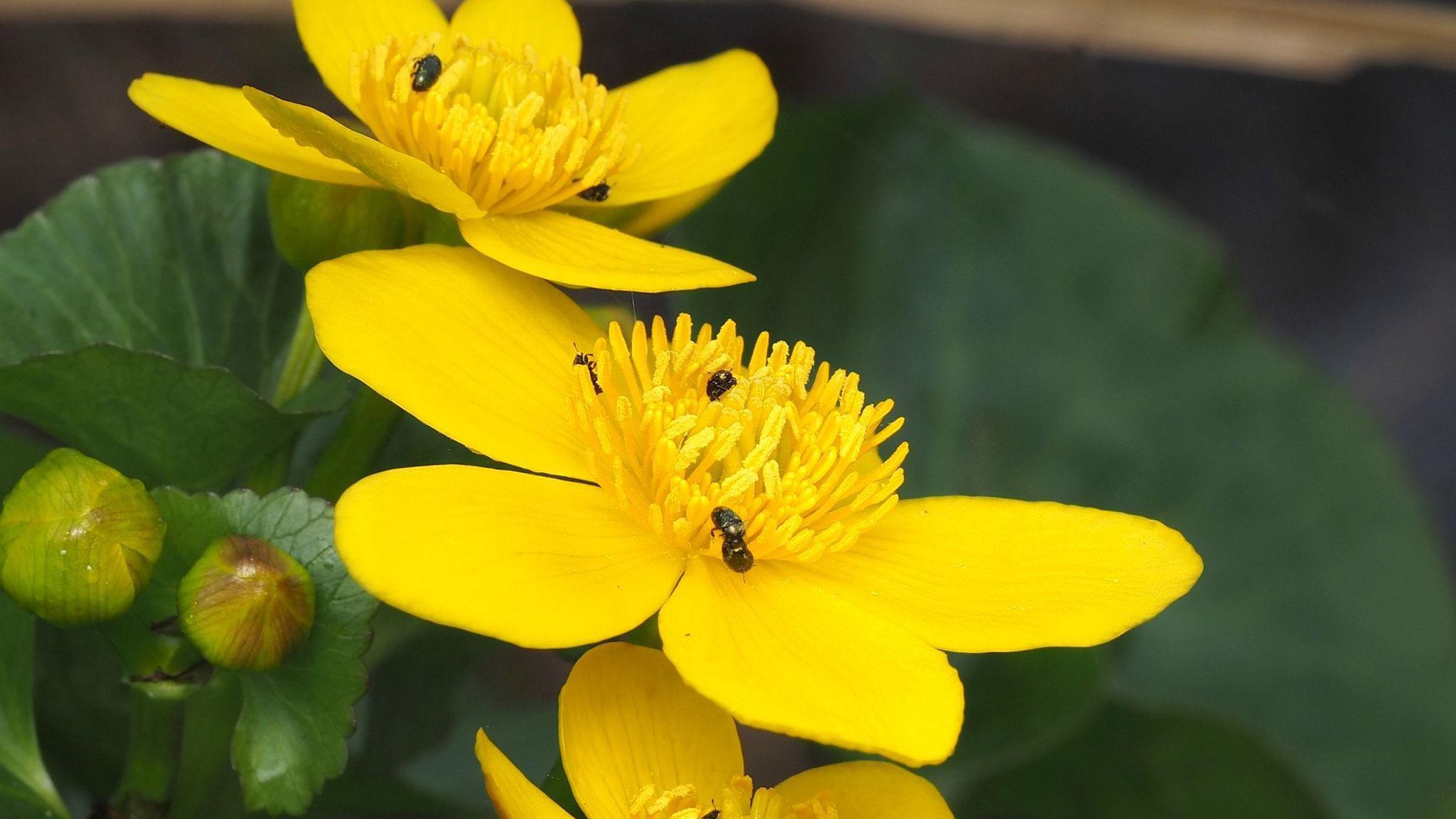 Close-up of a flower with insects 