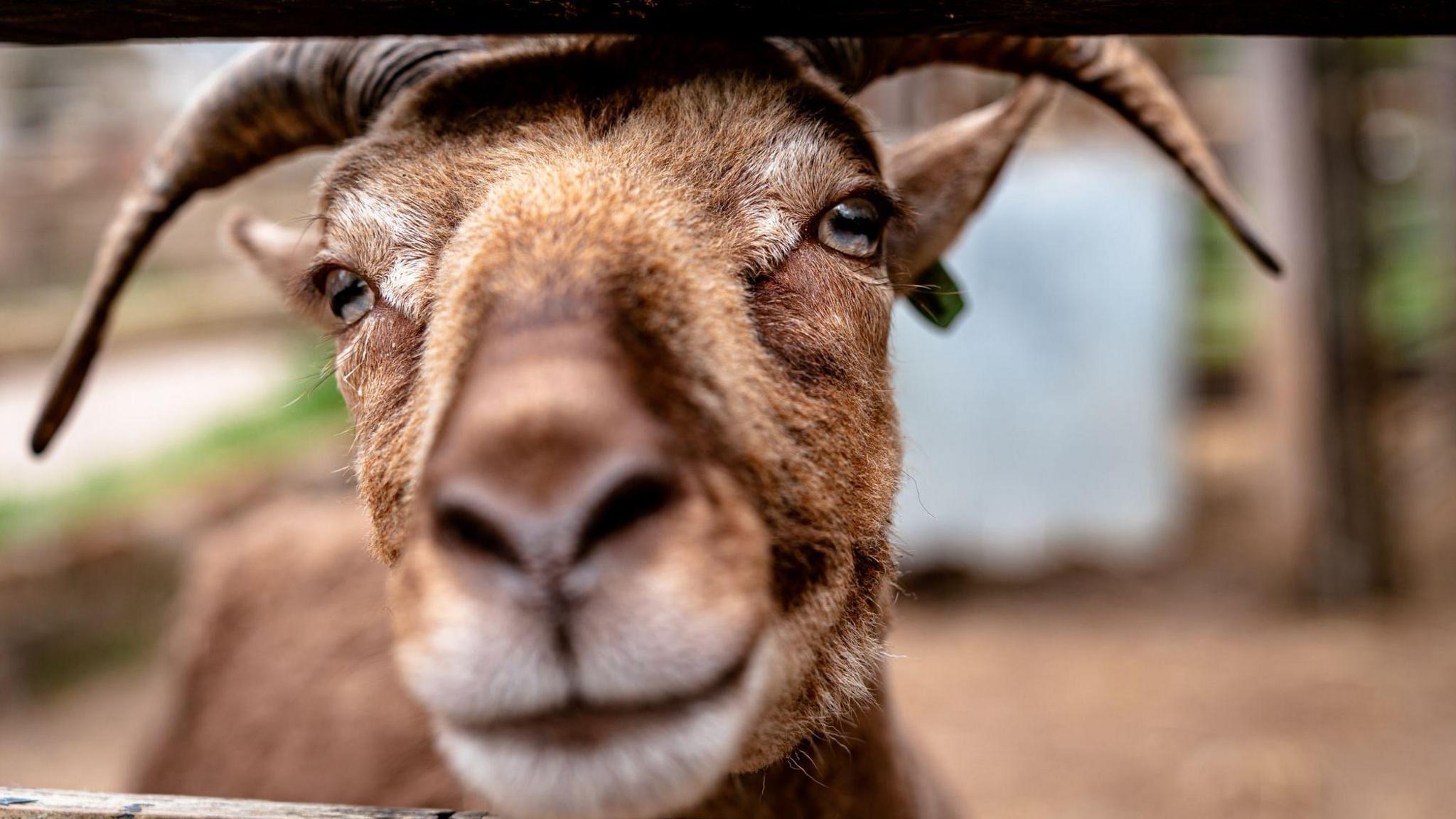 A close up photograph of a goat peering through a fence