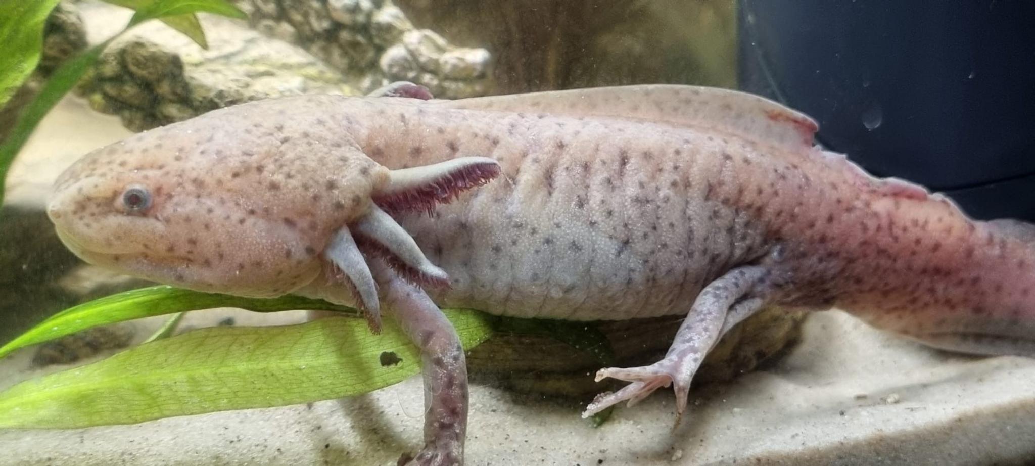 Yr acsolotl