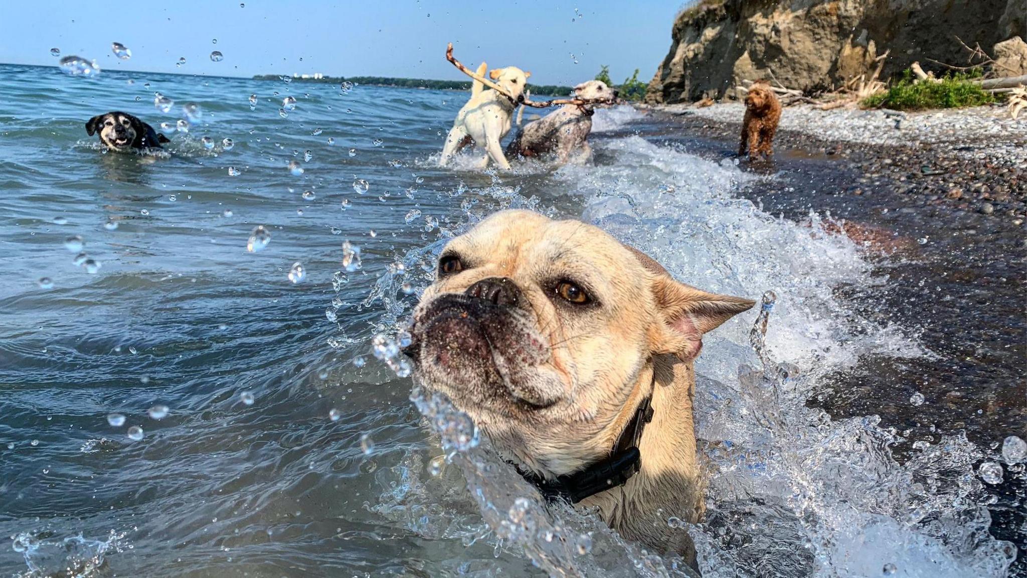 A dog swims in the sea with others. 