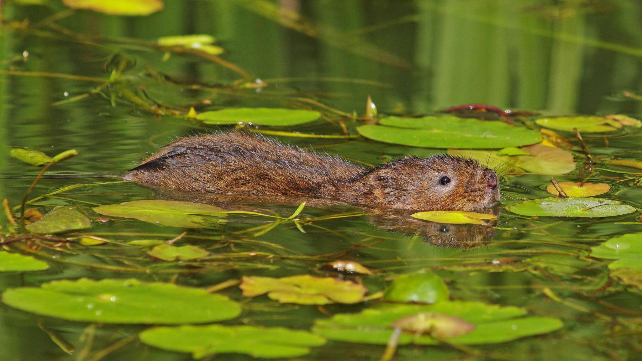 Water vole in the water swimming