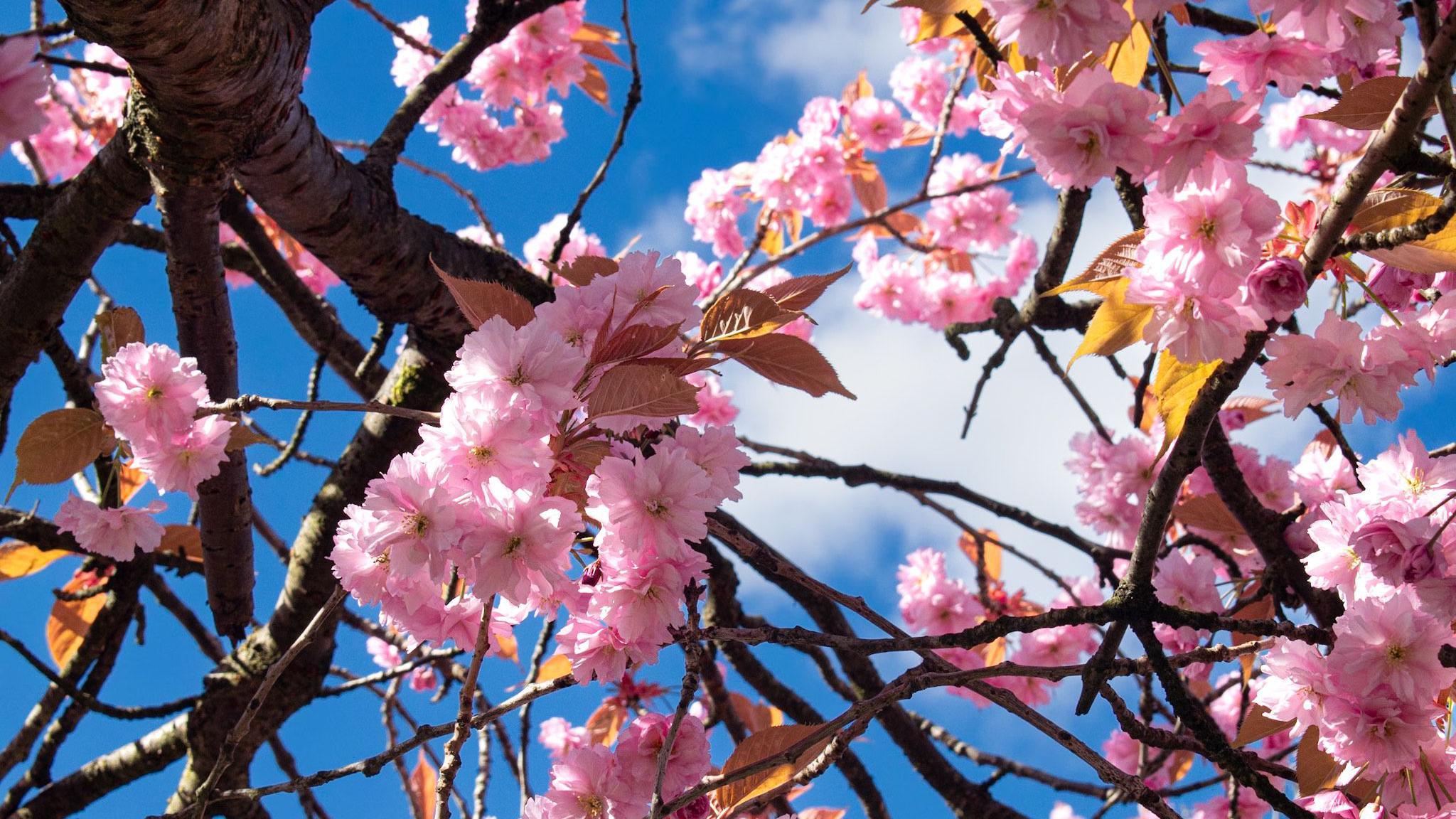 Cherry blossom branches