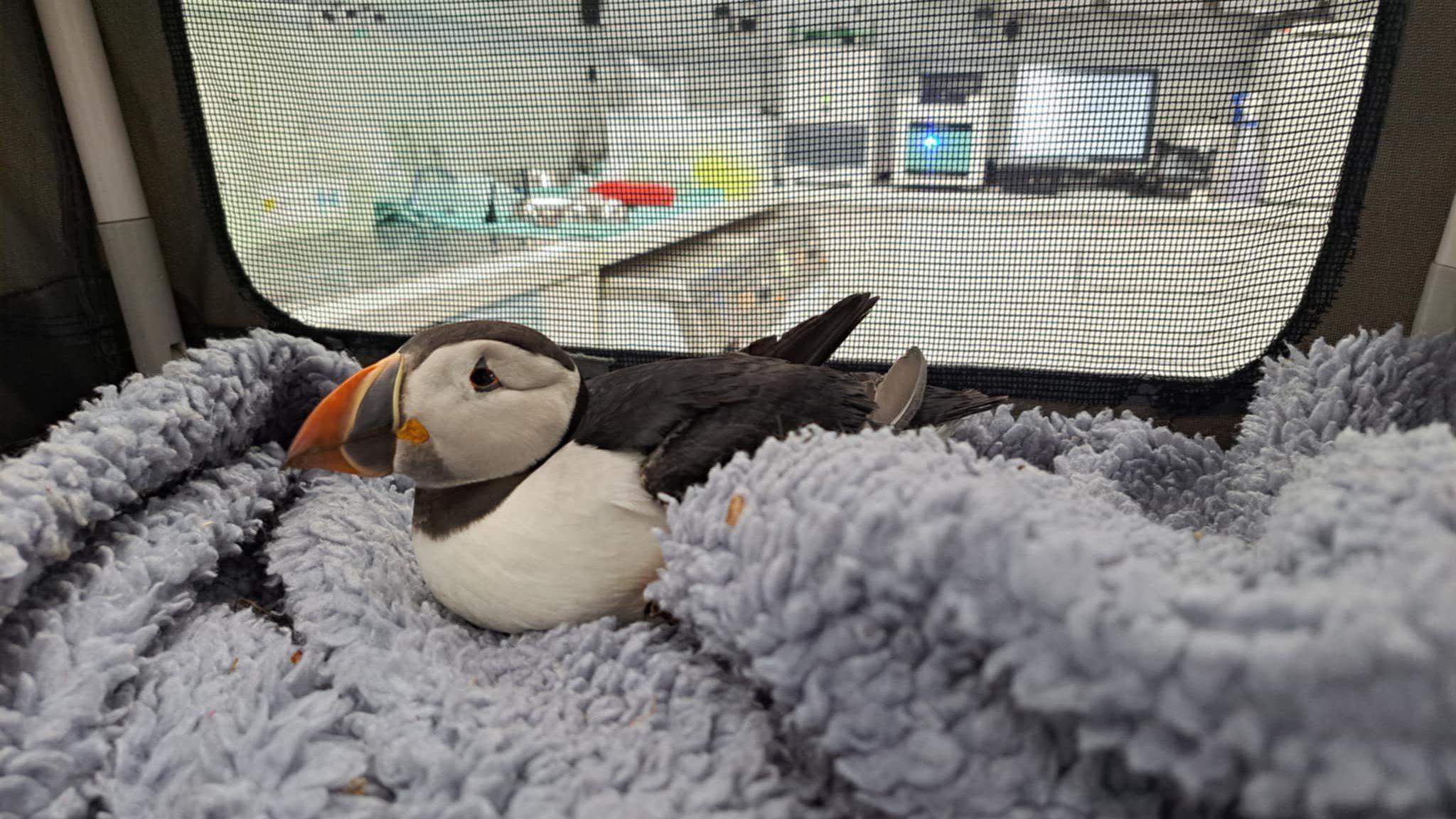 The puffin with black and white feathers and a distinct orange beak is in a carrier sat on a fluffy blanket.