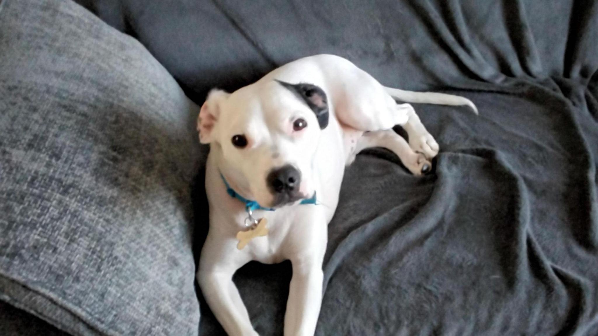 A white Staffie cross dog lying on a grey sofa looking into the camera