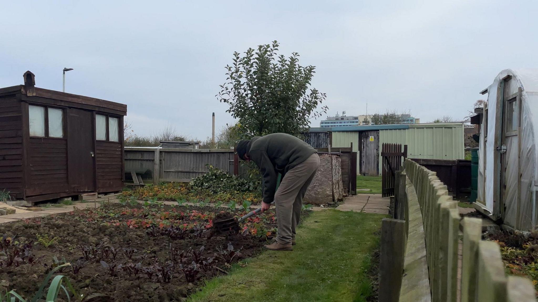 A man digging on an allotment, in the background of the picture is a large blue building which is Pilgrim Hospital. There are wooden sheds either side of the man, who is bending over and tending to soil in the ground with a large garden fork.