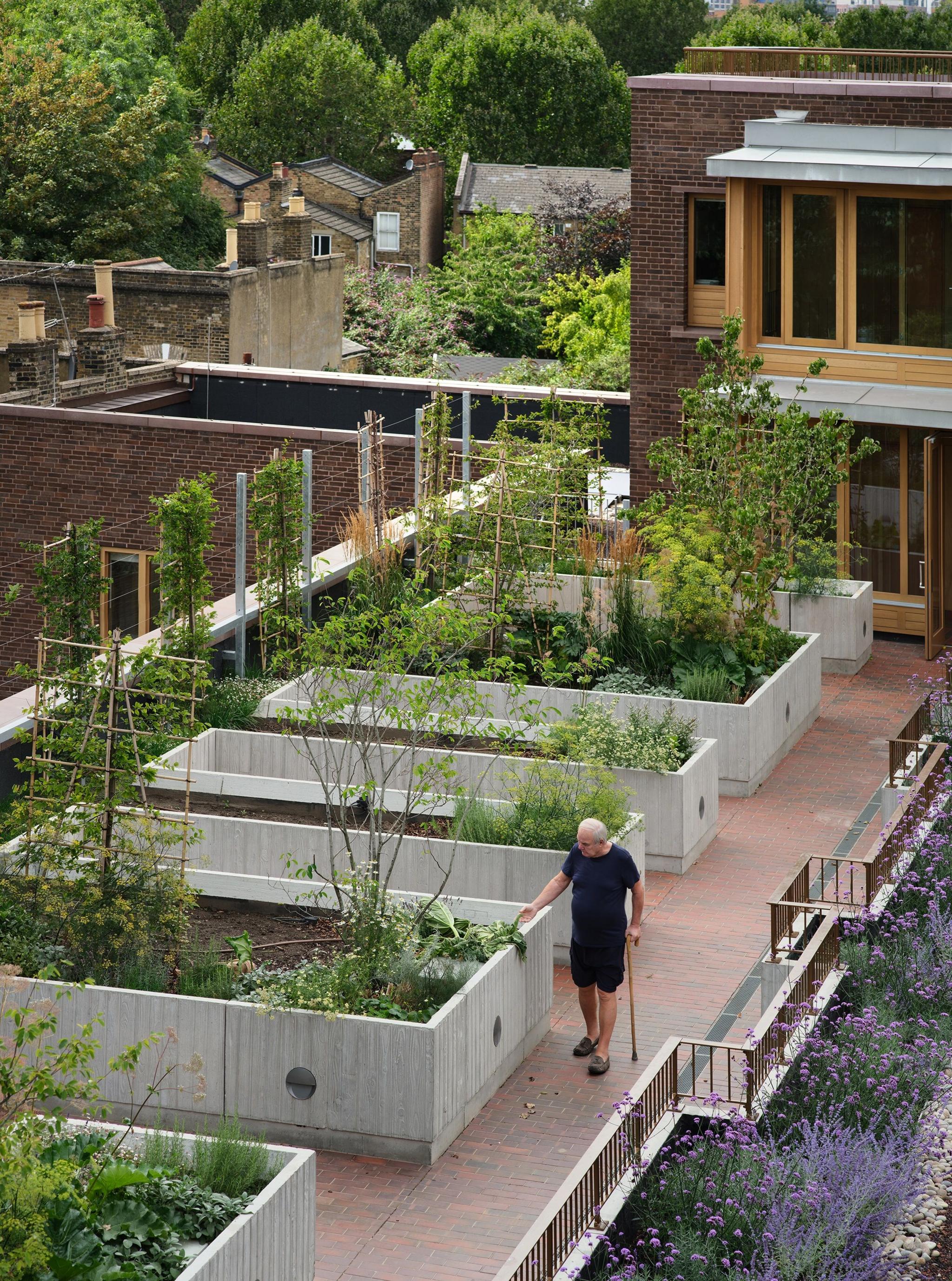 The roof garden with a row of large rectangular planters and a resident walking beside them