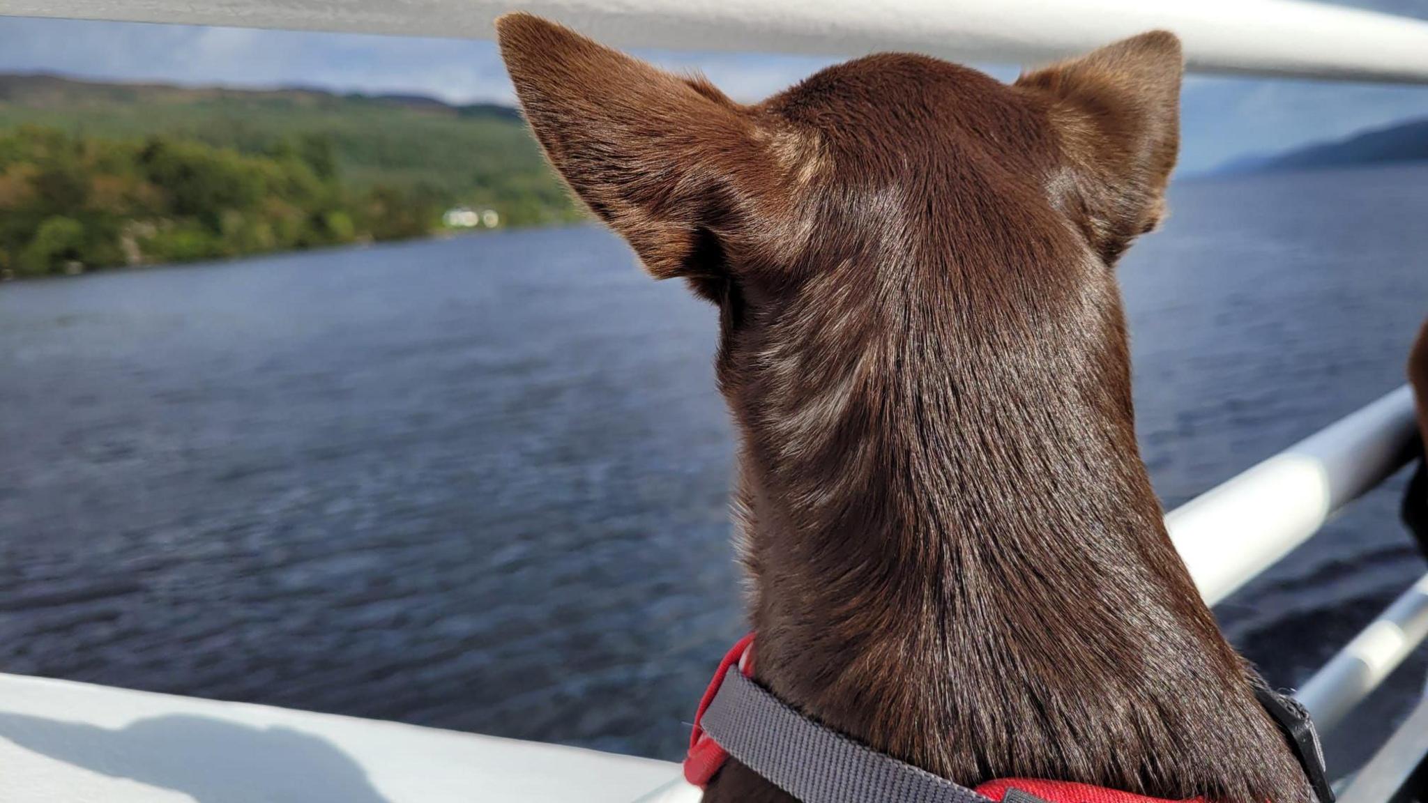 The back of a brown chihuahua's head. It is wearing a red harness and looking into Loch Ness.