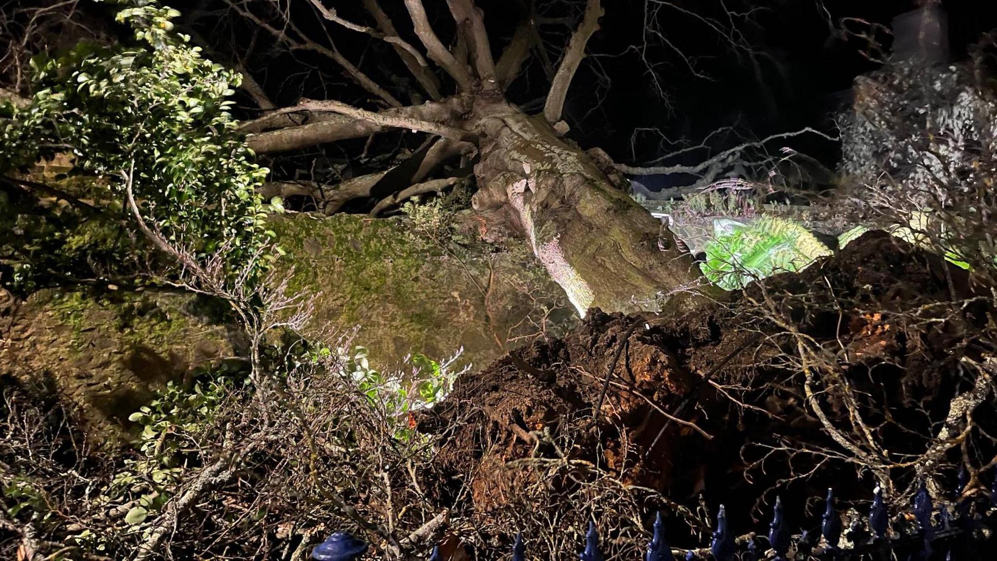 A large tree is uprooted. It is dark but streetlights show the rootball and the top of some iron railings.