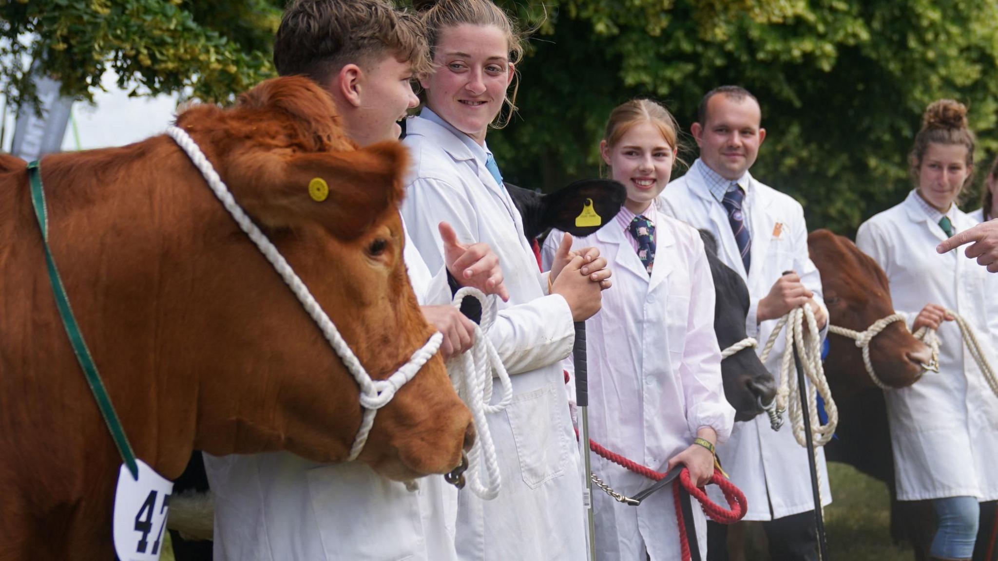 Cattle at the Royal Norfolk Show