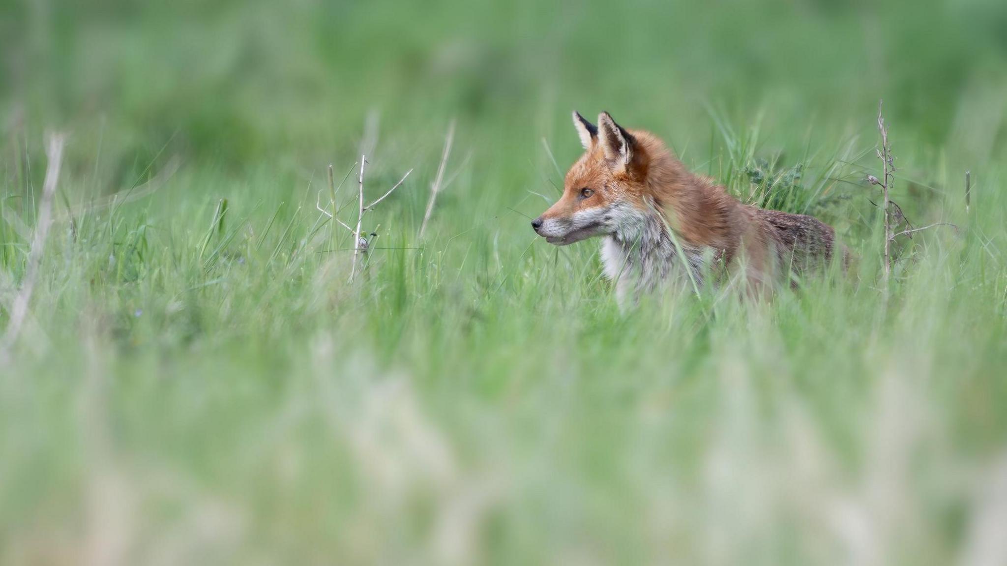 Fox in the grass