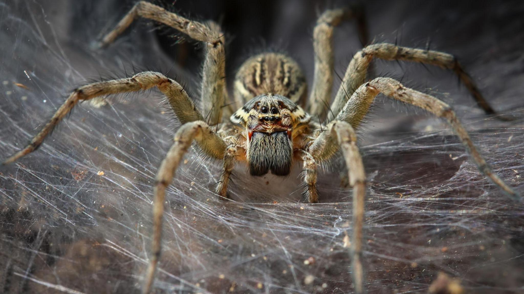 Funnel web spider 