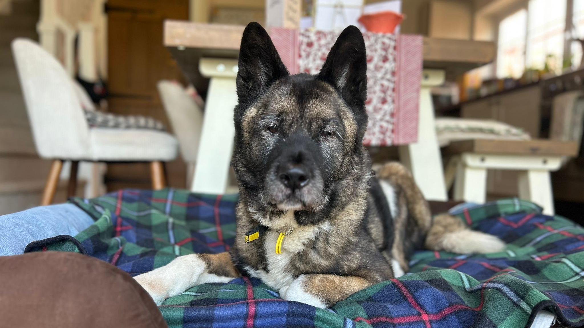 An Akita dog lies on a dog bed in a kitchen. A table and chairs and kitchen countertops can be seen behind her.