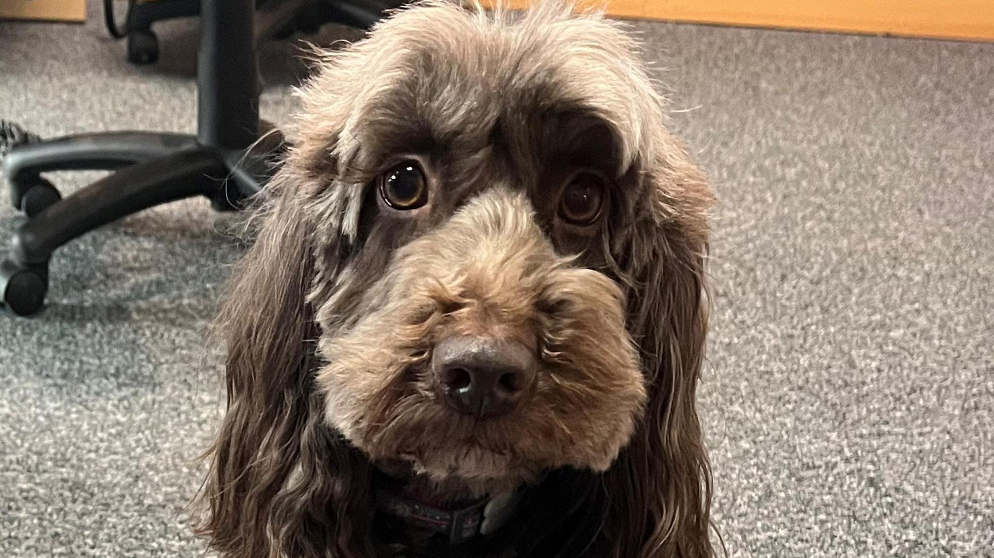 A chocolate brown cockapoo sitting on grey, flecked carpet. The wheels of an office chair are in the background