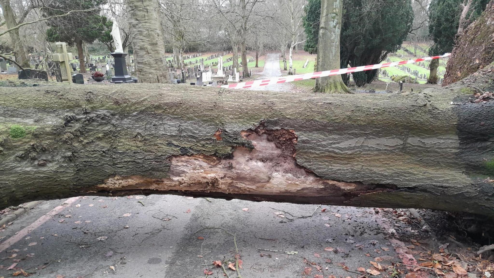 A tree trunk fallen across a road at Knutton Cemetery in Newcastle-under-Lyme. There is red and white tape behind it to warn drivers.