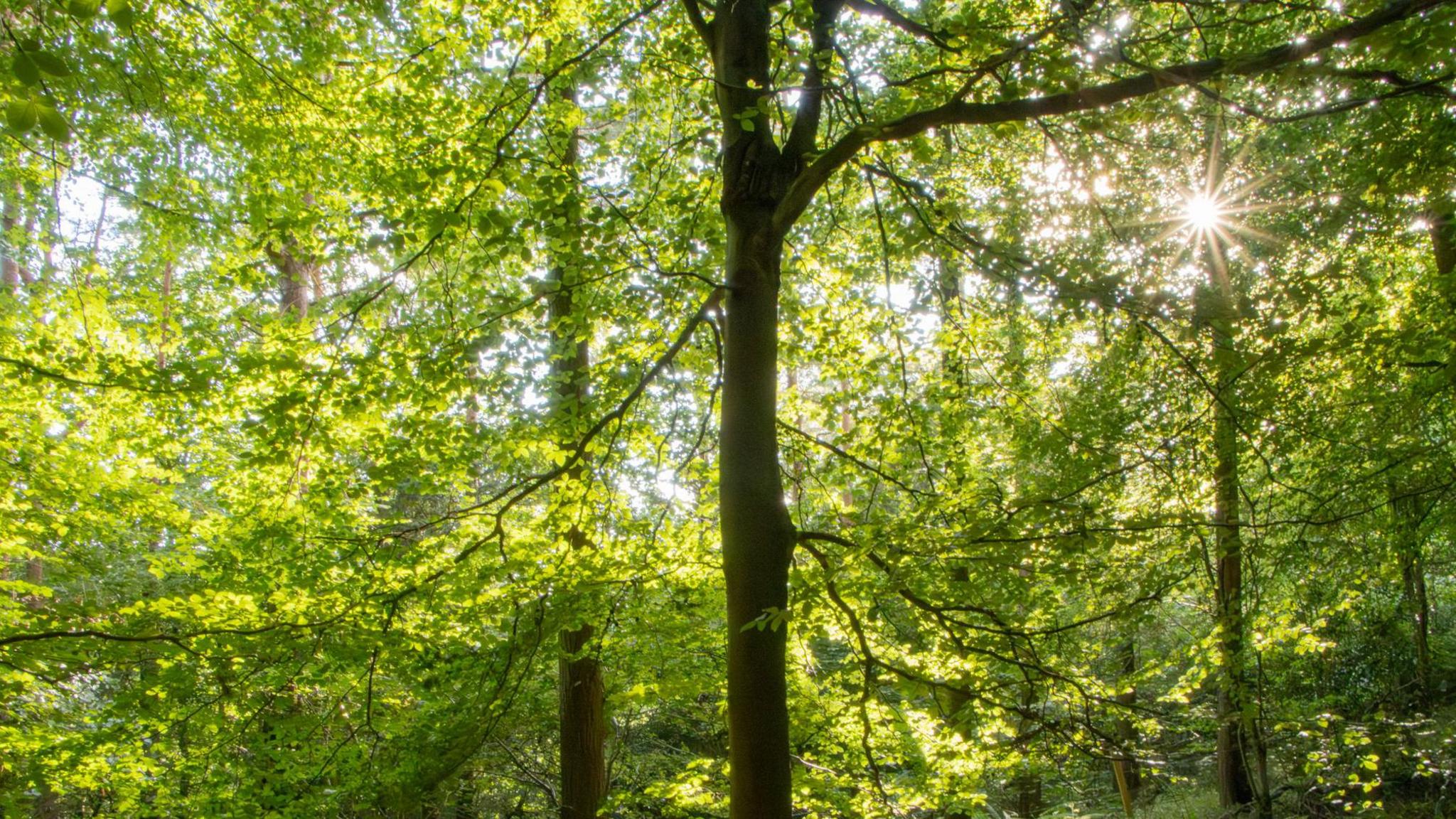 The sunlight shines through a leaves in a woodland.