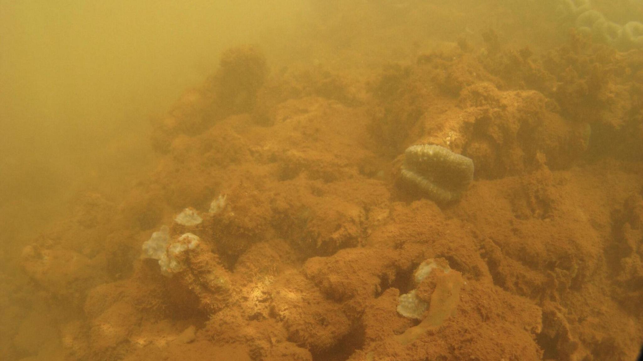An underwater photograph shows brown sediment covering rocks and corals on the coast of a small island in Indonesia. Campaigners say this is pollution from mining - sediment run-off that is harming marine life. The water looks brown and cloudy, in contrast to the clear blue water in the previous picture.  