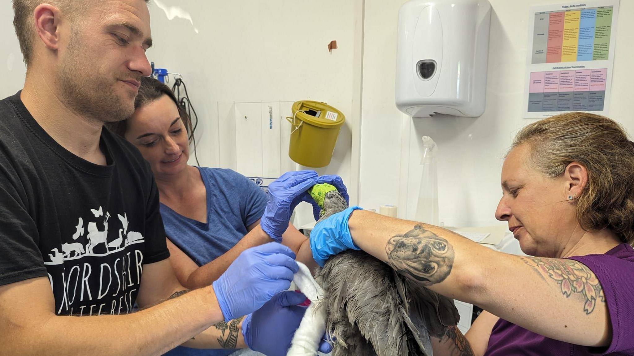 The OWR team treating an injured bird