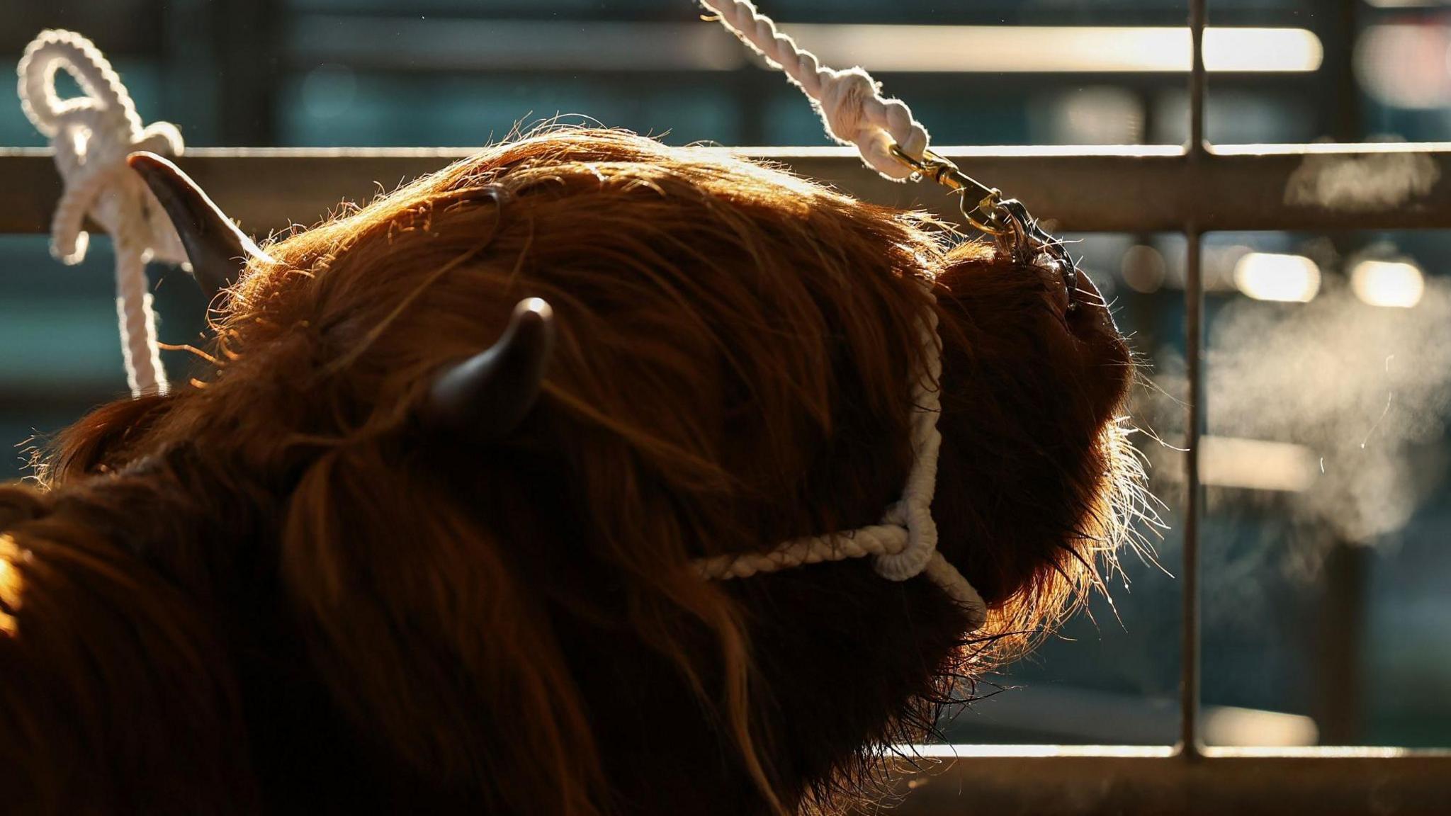 A highland cow with breath visible is held by its nose on a rope and tied to a fence