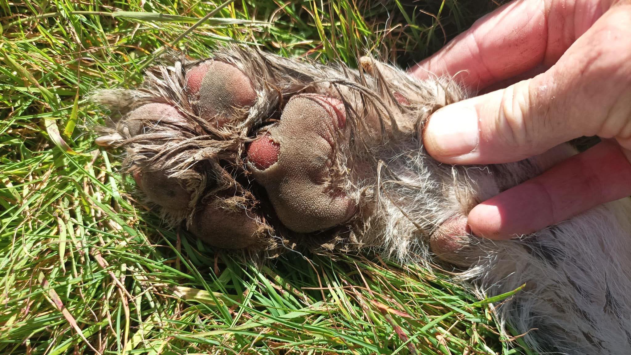 A close up of the dog's pad injury after walking on rough and rocky terrain.