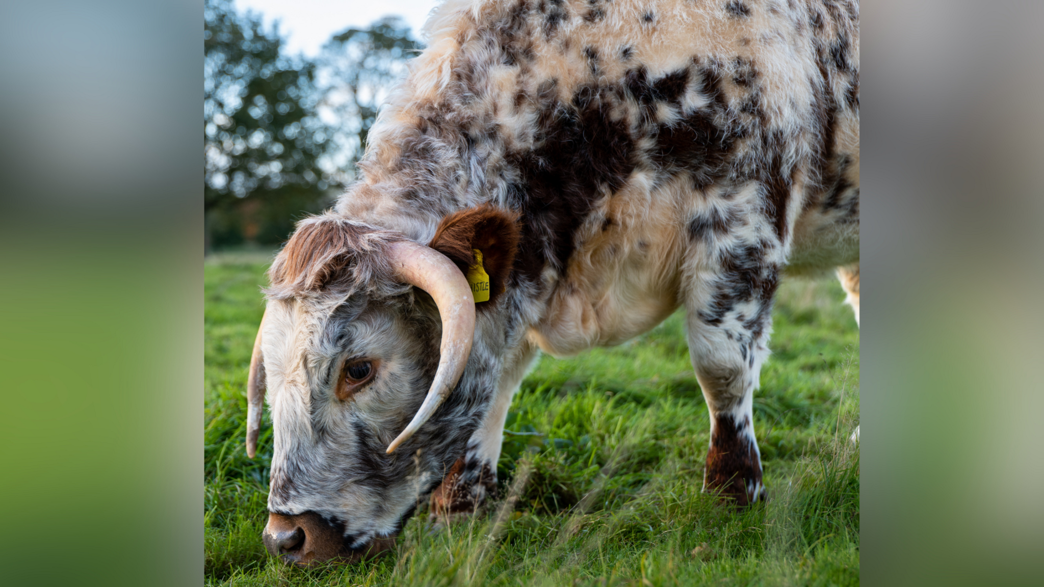 Grazing longhorn cattle at Scotney Castle, near Tunbridge Wells.