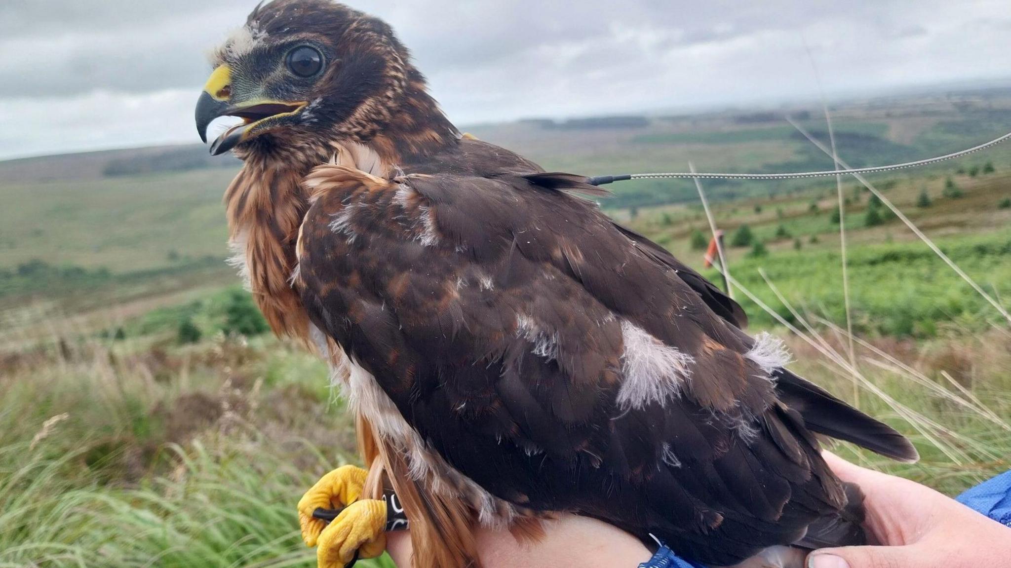 Close up of the side view of a hen harrier. The bird's back and wing feathers are brown, with some touches of white, and it has a tawny-coloured crest below its beak. The claws, which are being held in someone's hands, of which only the top part can be seen, are yellow. The background is a view of rough grass, receding into a misty horizon.