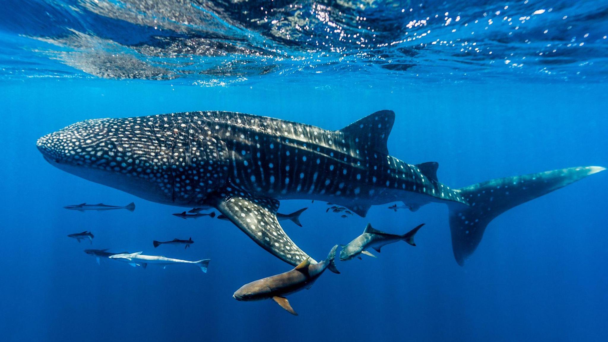a whale shark surrounded by fish