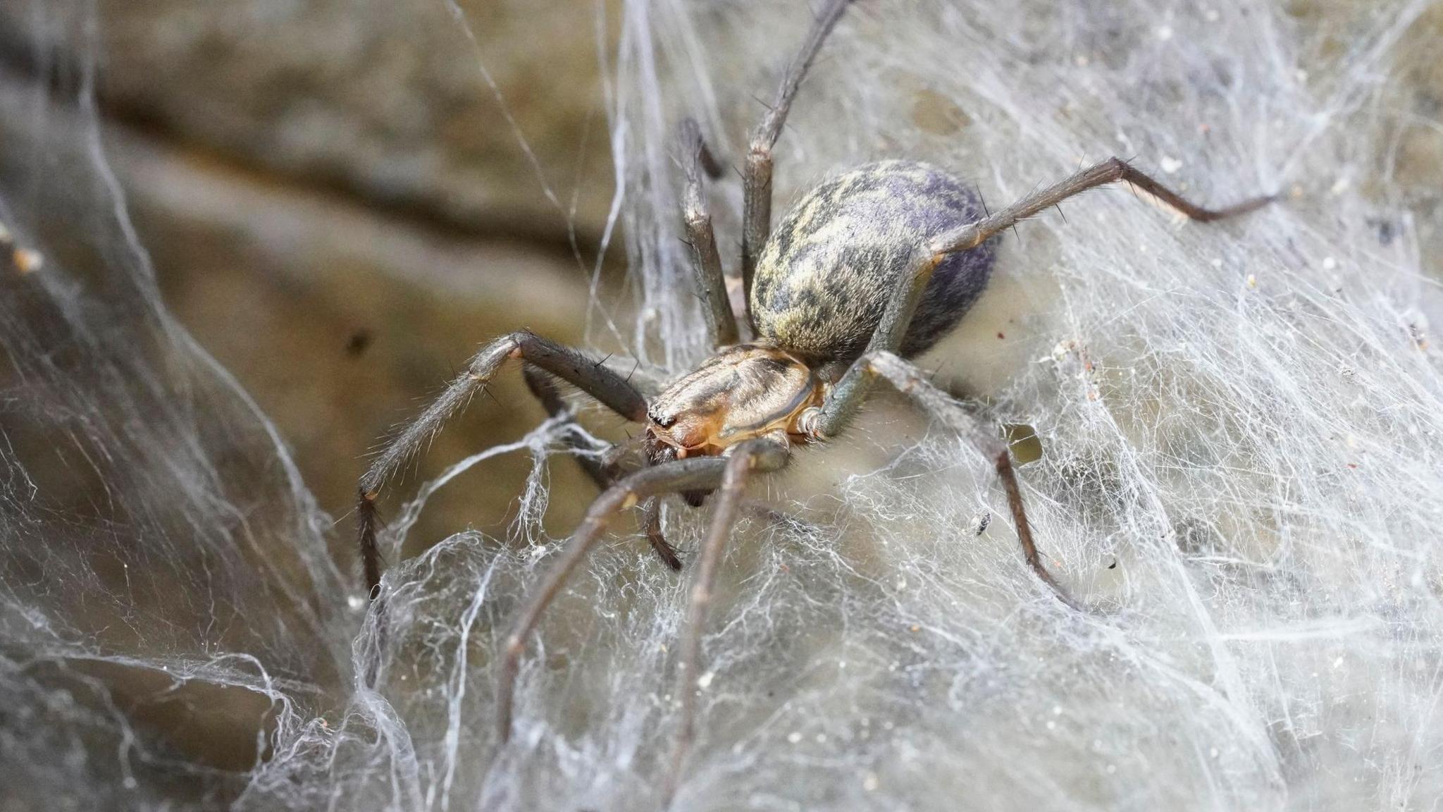 Barn funnel weaver on its cobweb, a common European house spider